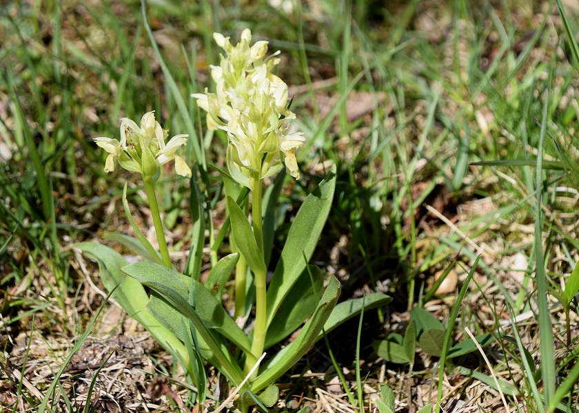 Lilienfeld - 08052021 - (69) -  Dactylorhiza sambucina - Holunder-Fingerwurz.JPG