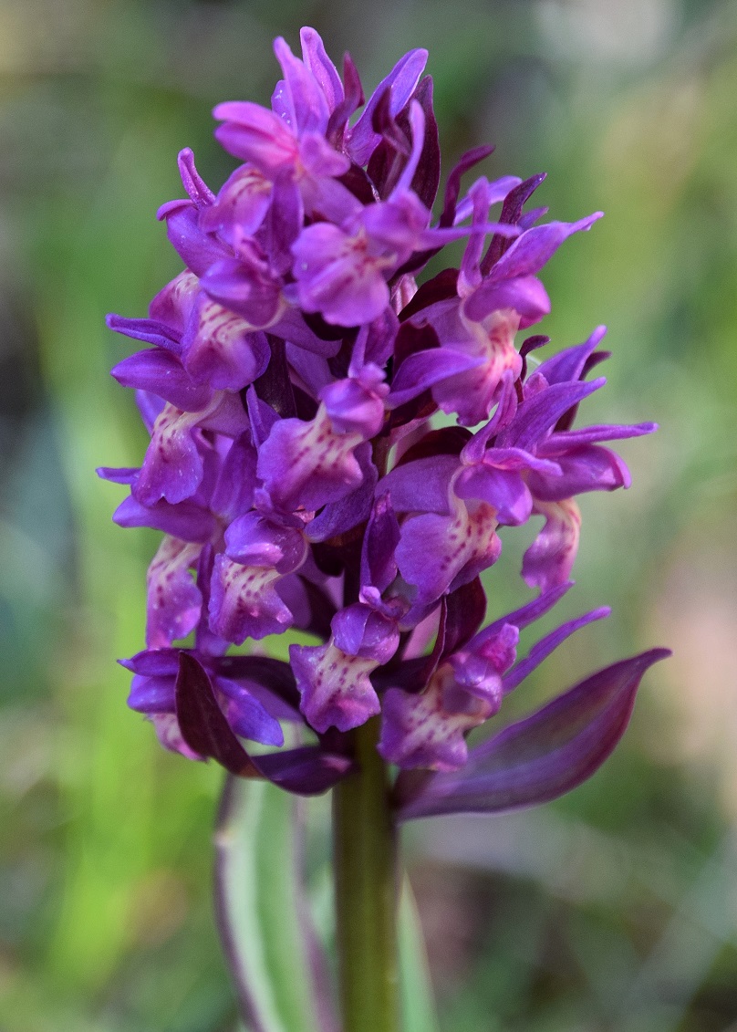 Lilienfeld - 08052021 - (72) -  Dactylorhiza sambucina - Holunder-Fingerwurz.JPG