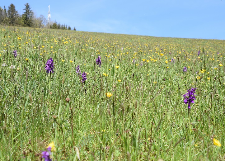 Lilienfeld - 08052021 - (150) - Anacamptis morio - Klein-Hundswurz.JPG