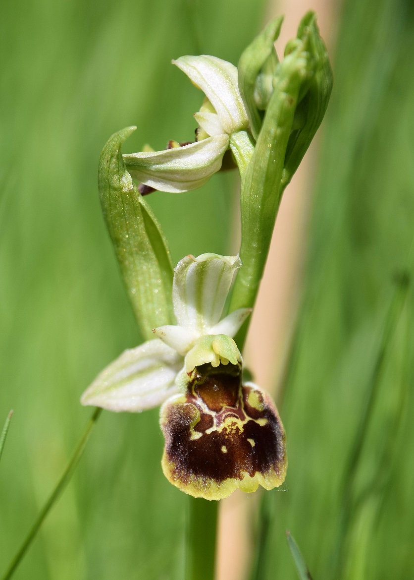 Lilienfeld - 08052021 - (172) - Ophrys holoserica - Hummel-Ragwurz.JPG