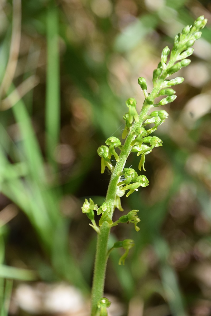 Lilienfeld - 08052021 - (177) - Neottia ovata - Gross-Zweiblatt.JPG