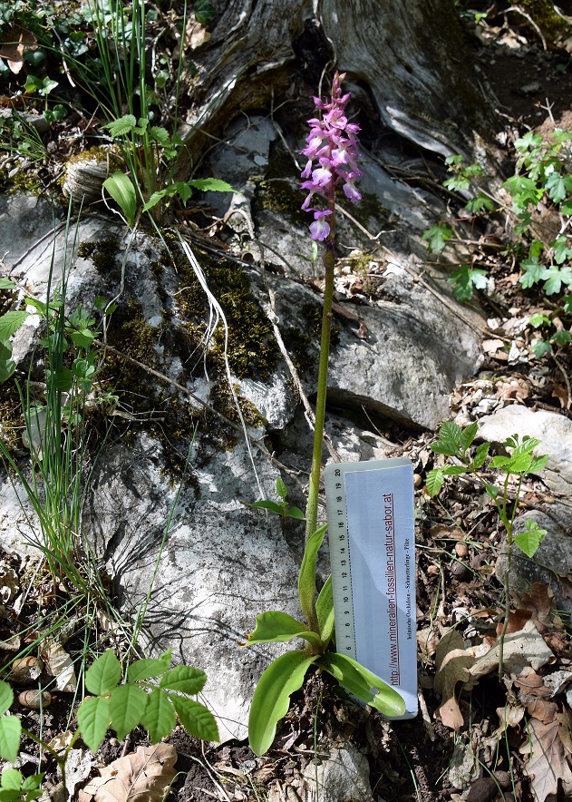 Lilienfeld - 08052021 - (195) - Hybrid Orchis mascula × O. pallens.JPG