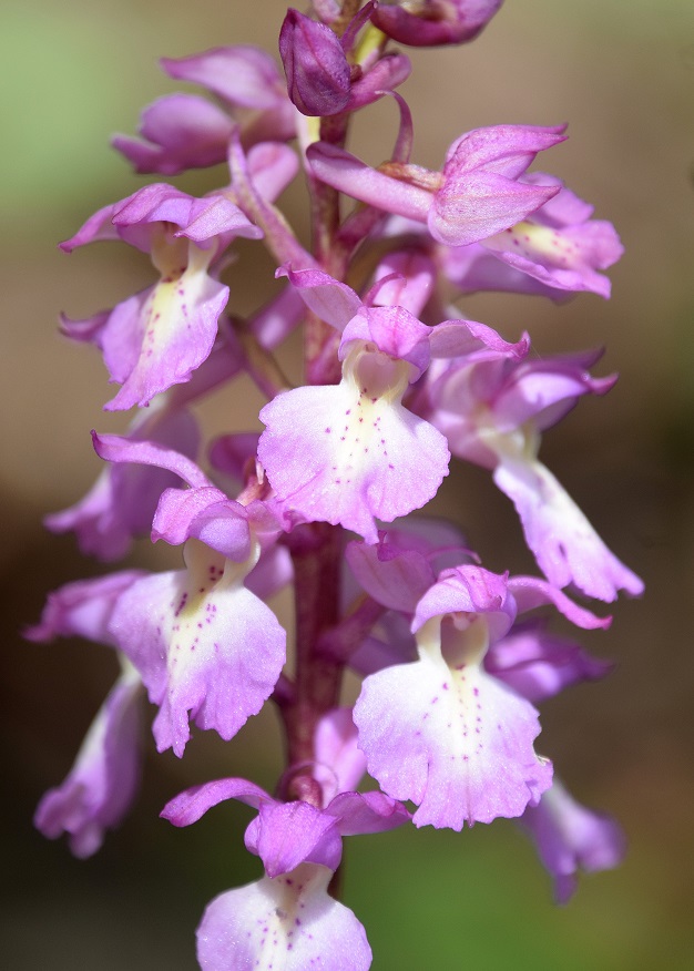 Lilienfeld - 08052021 - (191) - Hybrid Orchis mascula × O. pallens.JPG