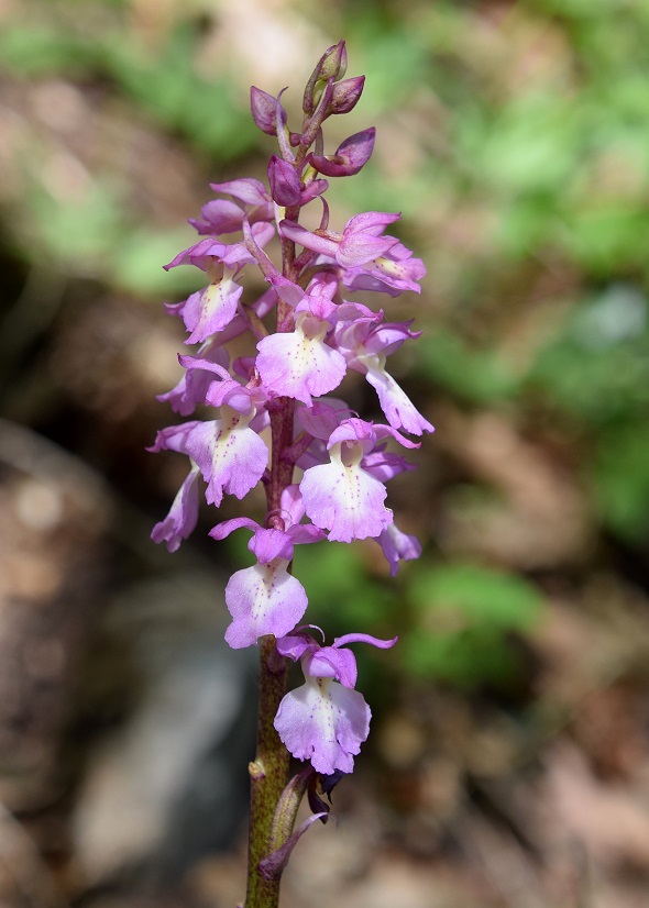 Lilienfeld - 08052021 - (192) - Hybrid Orchis mascula × O. pallens.JPG