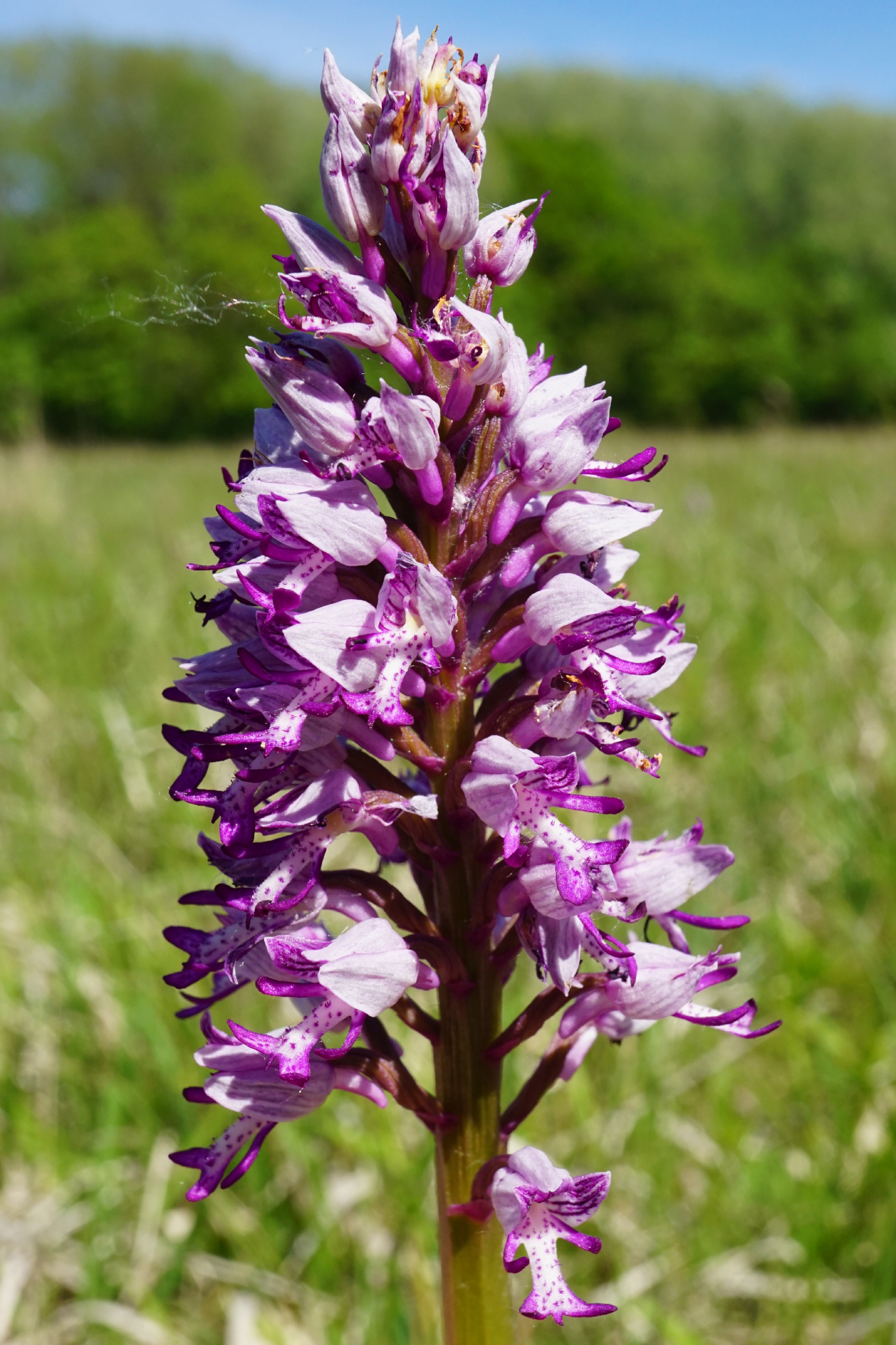 210509_Orchis militaris_Stopfenreuth.JPG