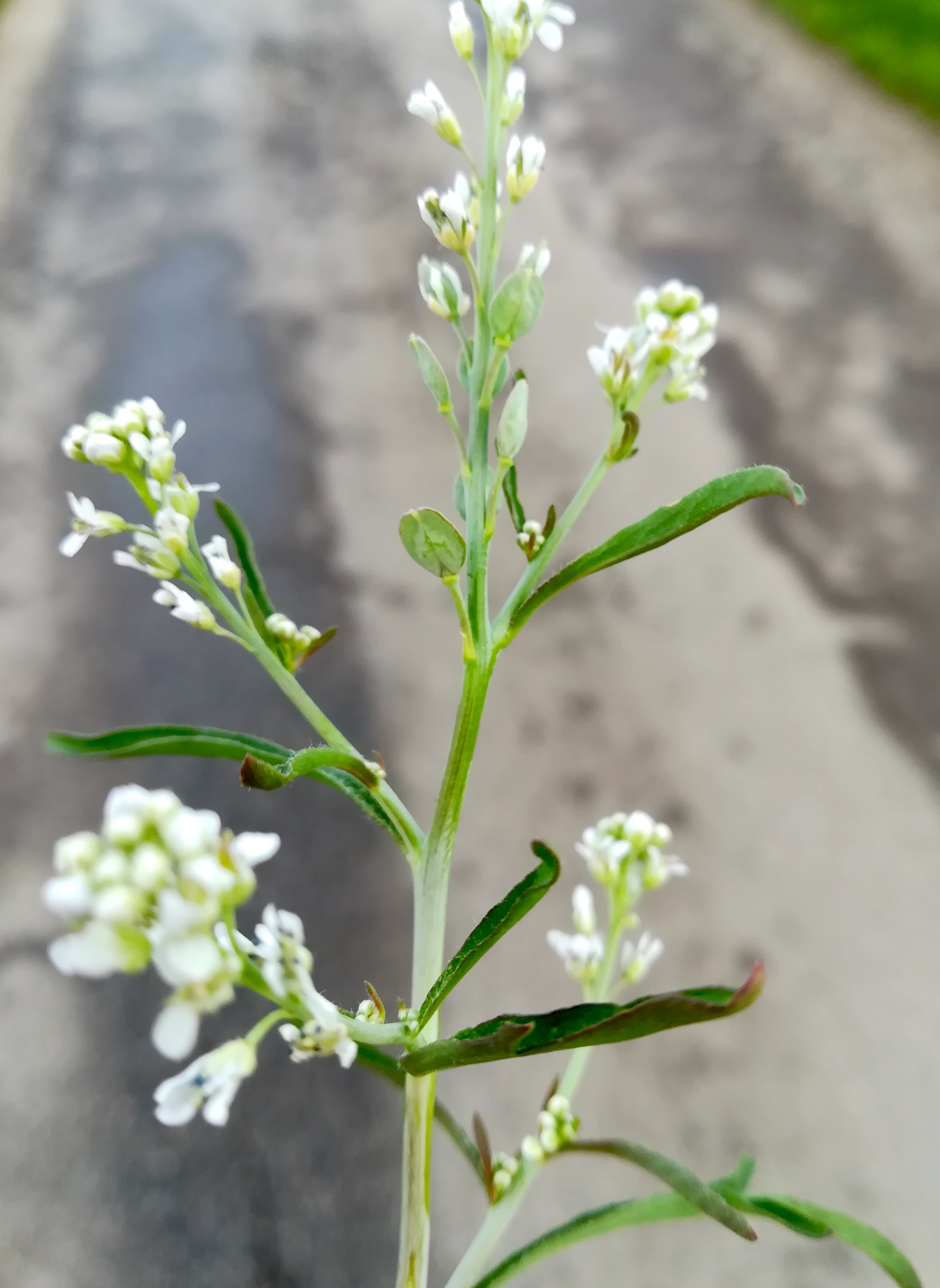 lepidium sativum maria ellend_20210512_083915.jpg