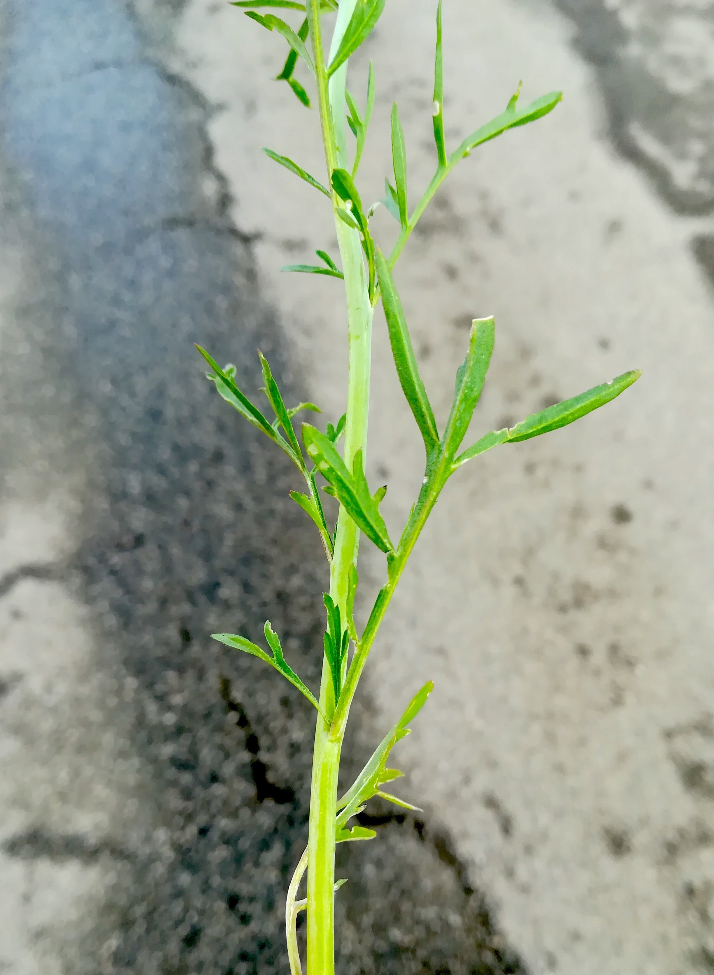 lepidium sativum maria ellend_20210512_083901.jpg
