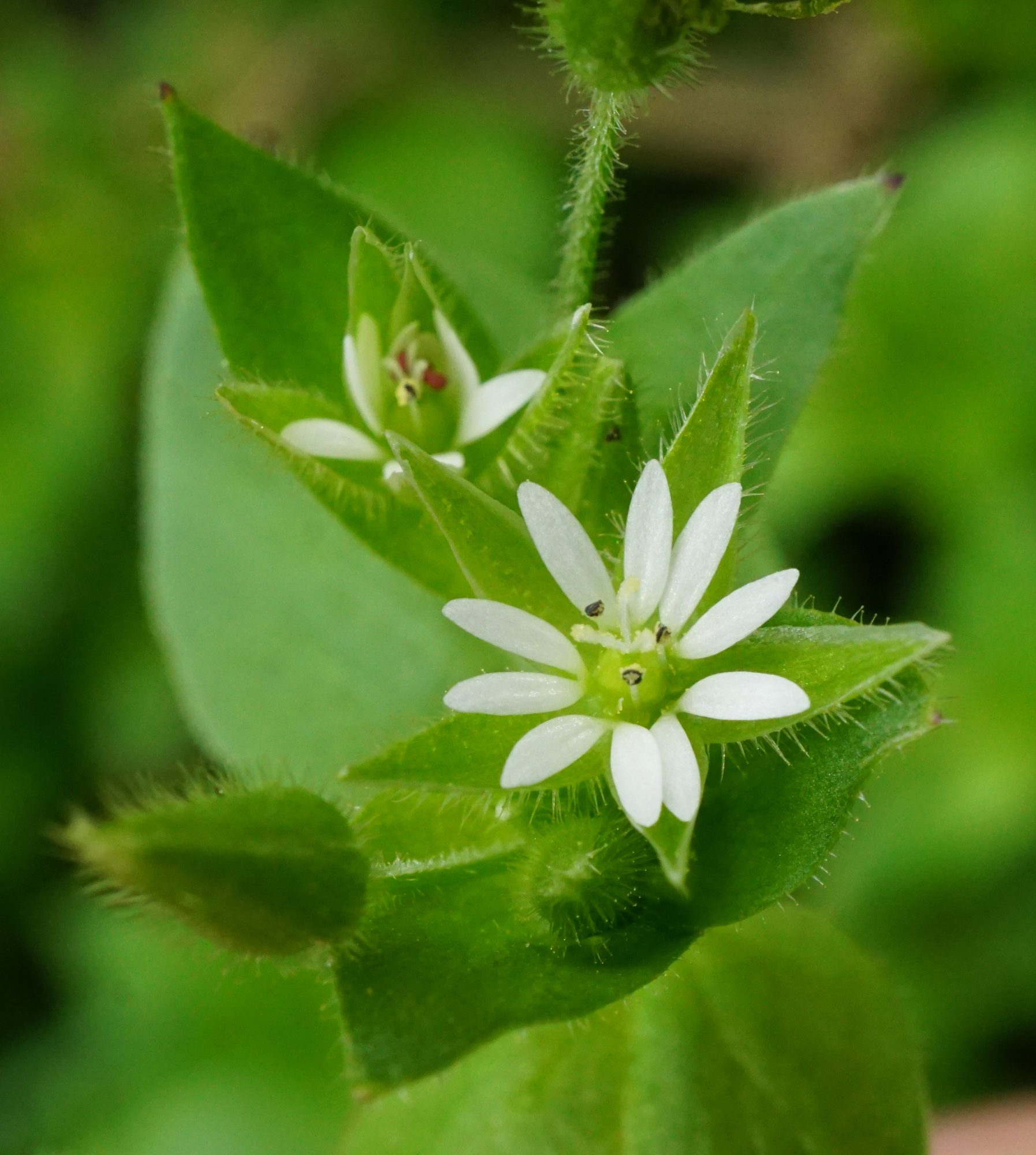 210430_Stellaria ruderalis_Illmitz_A.JPG