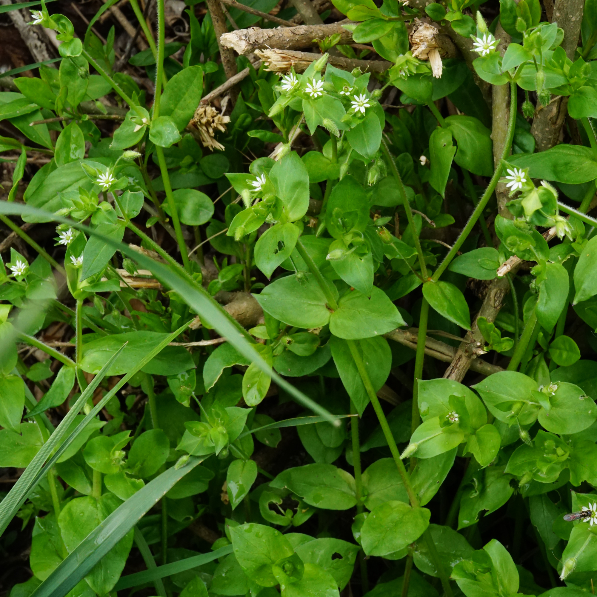 210430_Stellaria ruderalis_Illmitz_B.JPG