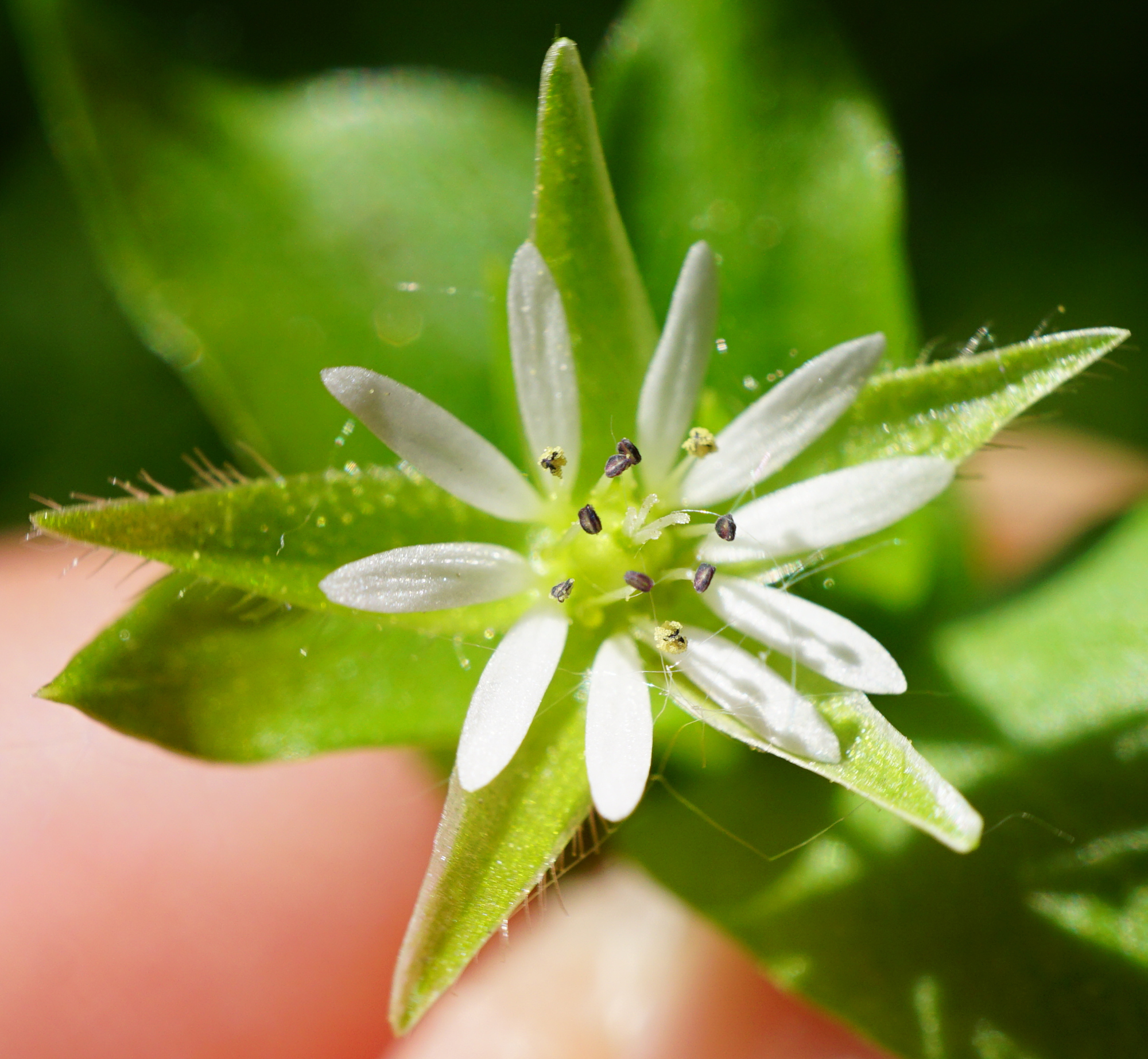 210509_Stellaria ruderalis_Stopfenreuth_A.JPG