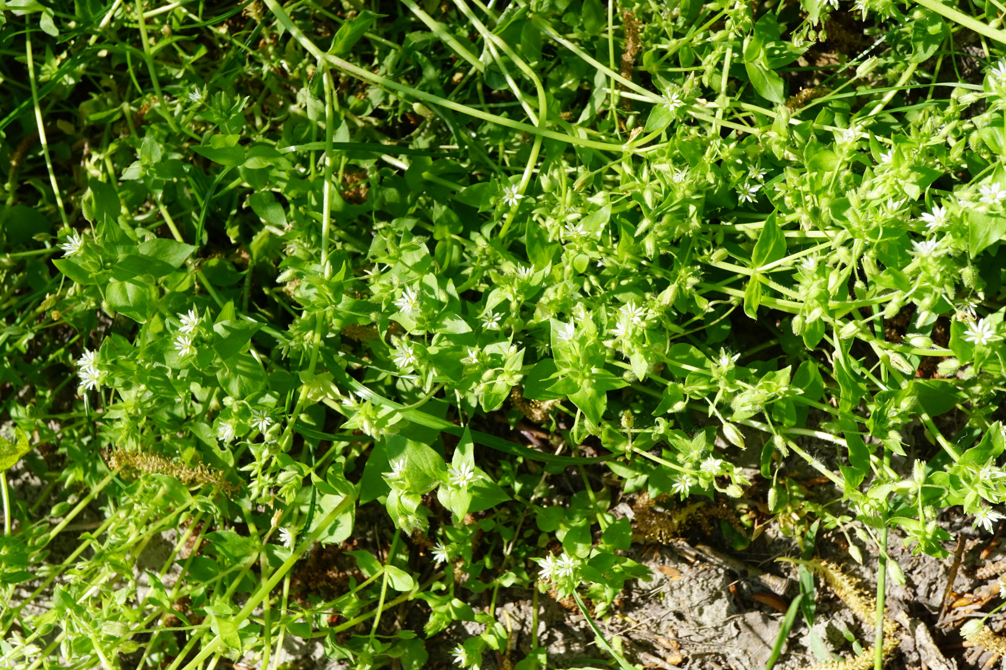 210509_Stellaria ruderalis_Stopfenreuth_B.JPG