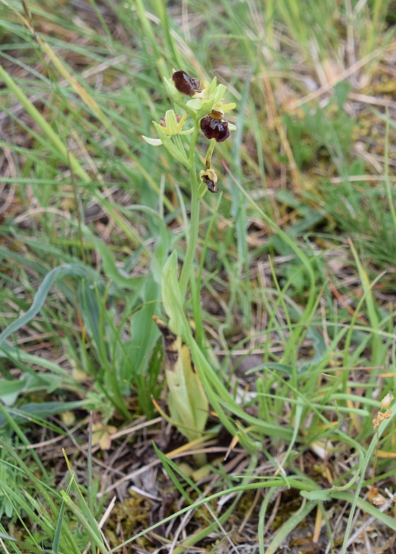 Perchtoldsdorf - 12052021 - (59) -  - Ophrys sphegodes - Spinnen-Ragwurz.JPG