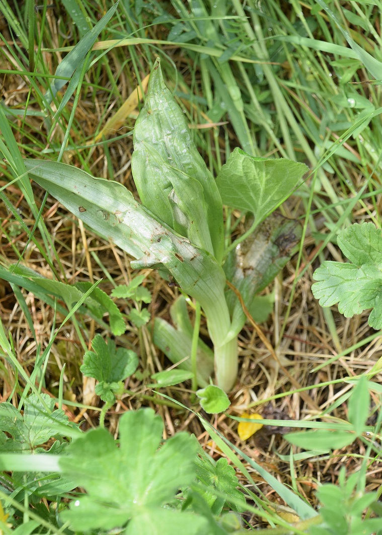 Perchtoldsdorf - 12052021 - (14) -  - Himantoglossum adriaticum - Adria-Riemenzunge.JPG