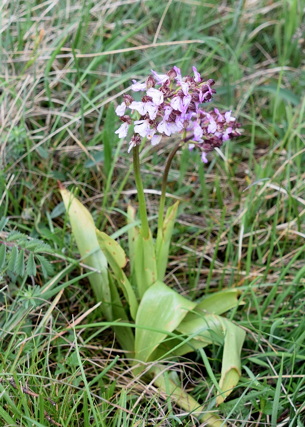 Perchtoldsdorf - 12052021 - (41) -  - Orchis purpurea - Purpur-Knabenkraut.JPG