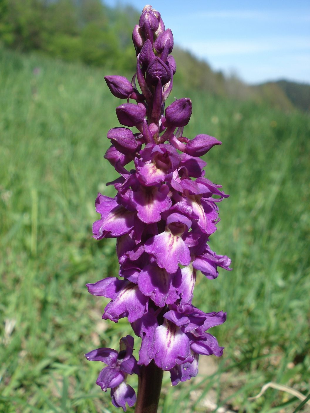 Orc.mascula.ssp.speciosa x O.pallens.N-Kaumberg.9.5.21.JPG