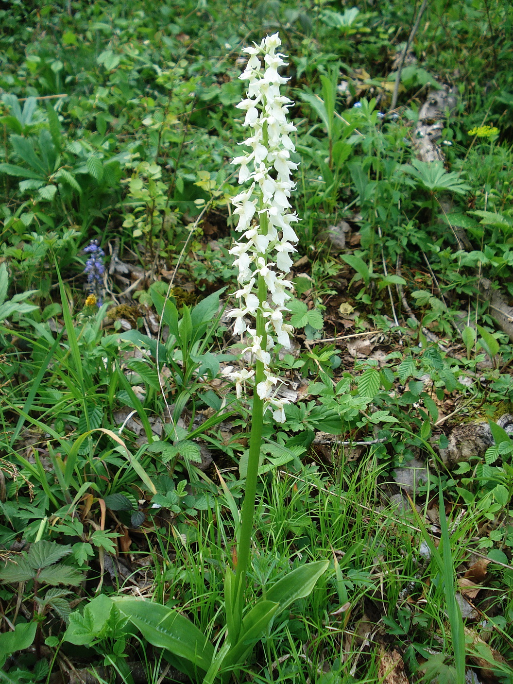 Orc.mascula.ssp.speciosa.fo.albiflora x O.pallens.St-Altenberg.14.5.21.JPG