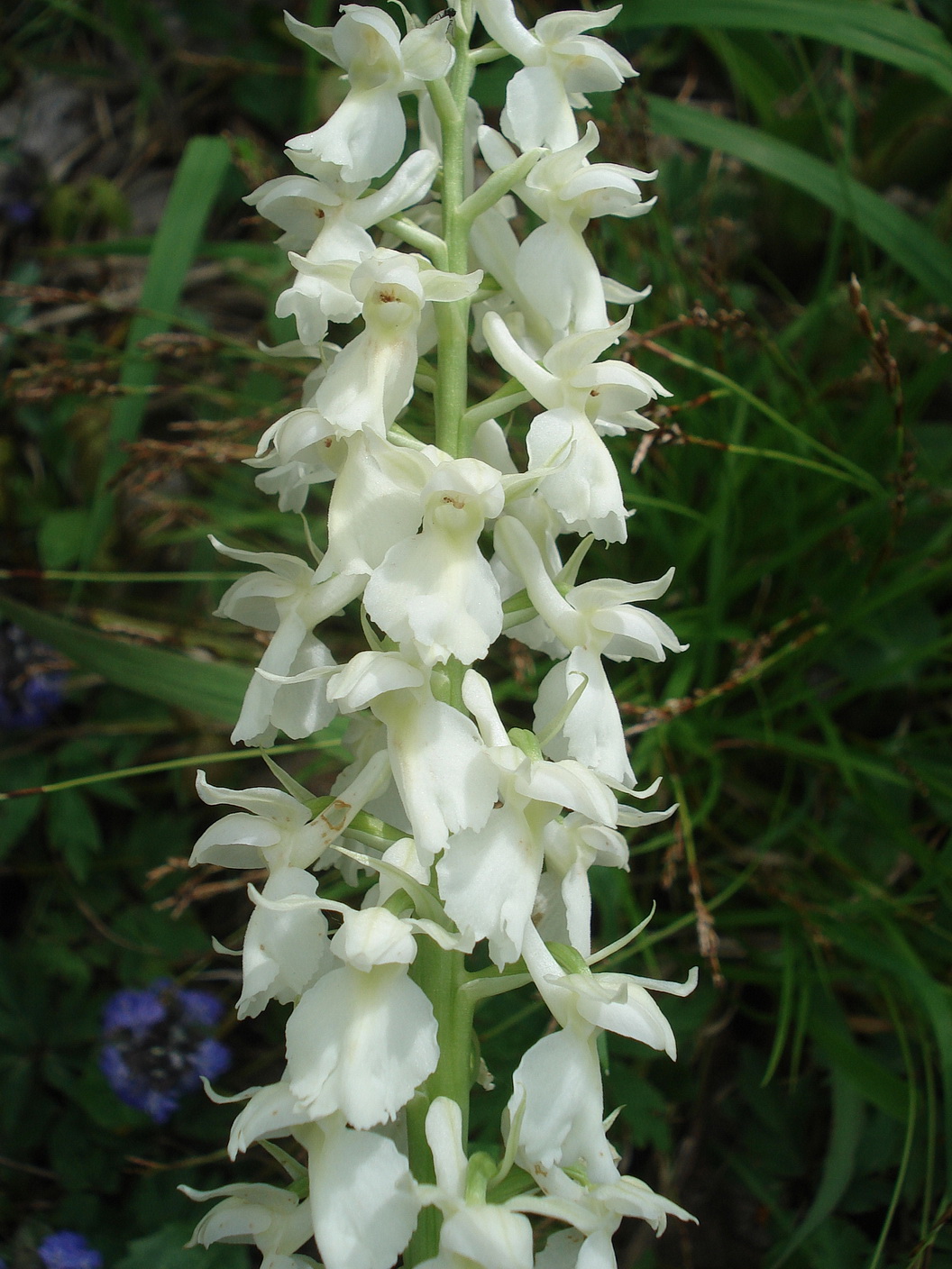 Orc.mascula.ssp.speciosa.fo.albiflora x O.pallens.St-Altenberg.14.05.21.JPG