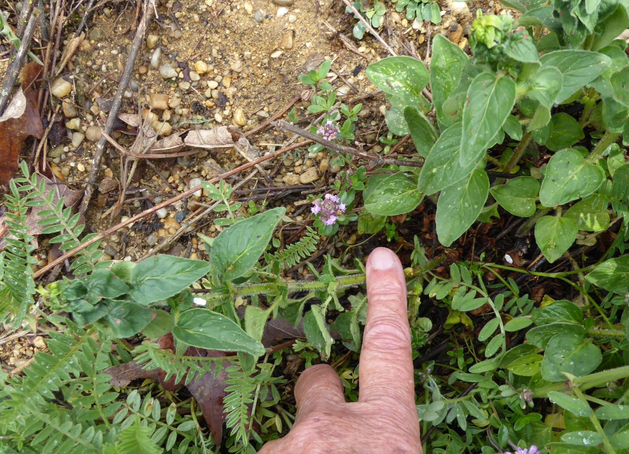 P1000666.JPG