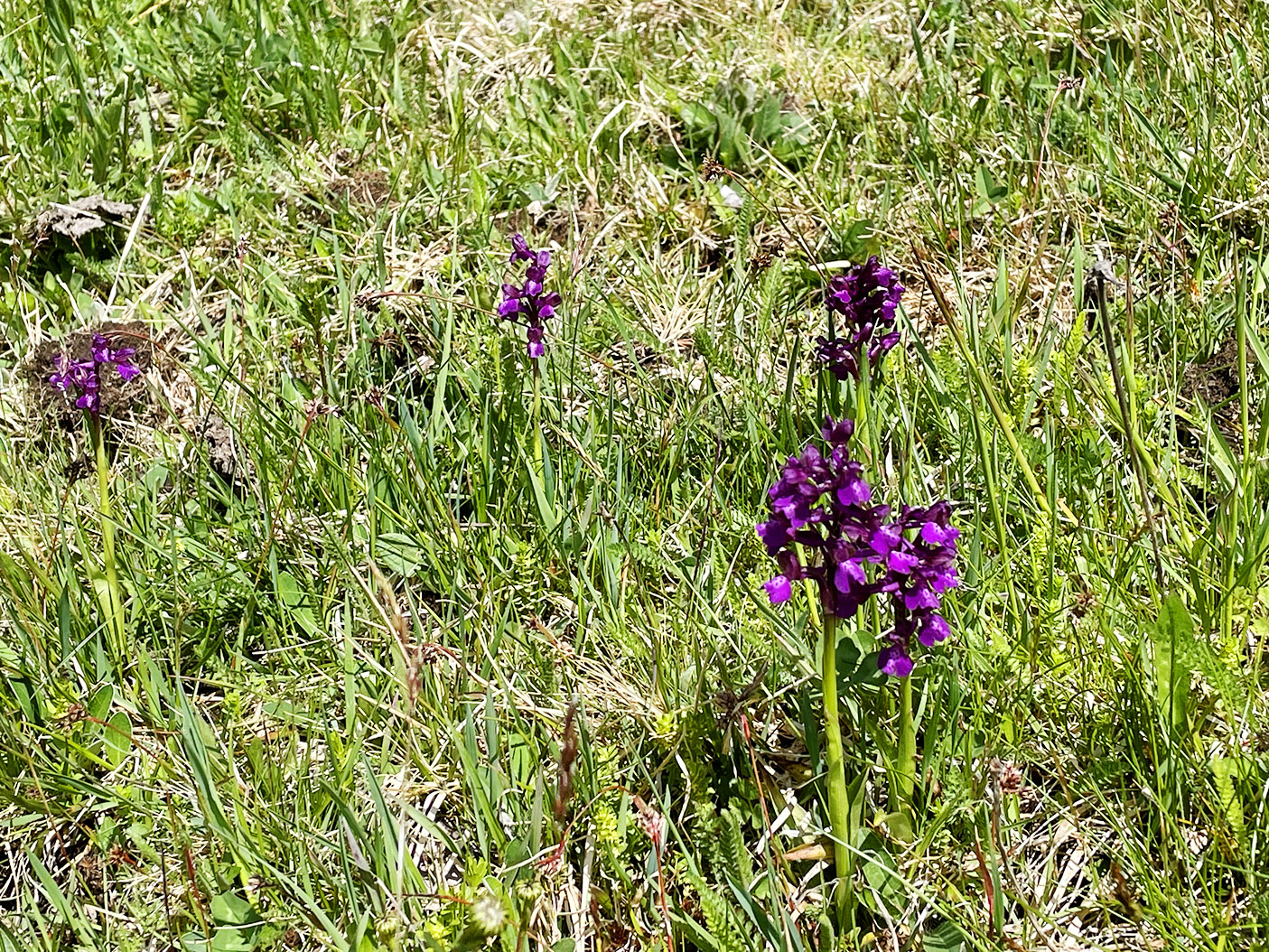 Anacamptis morio_angerkreuz2.jpg