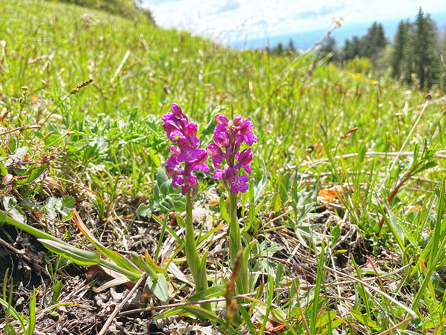 Anacamptis morio_angerkreuz.jpg