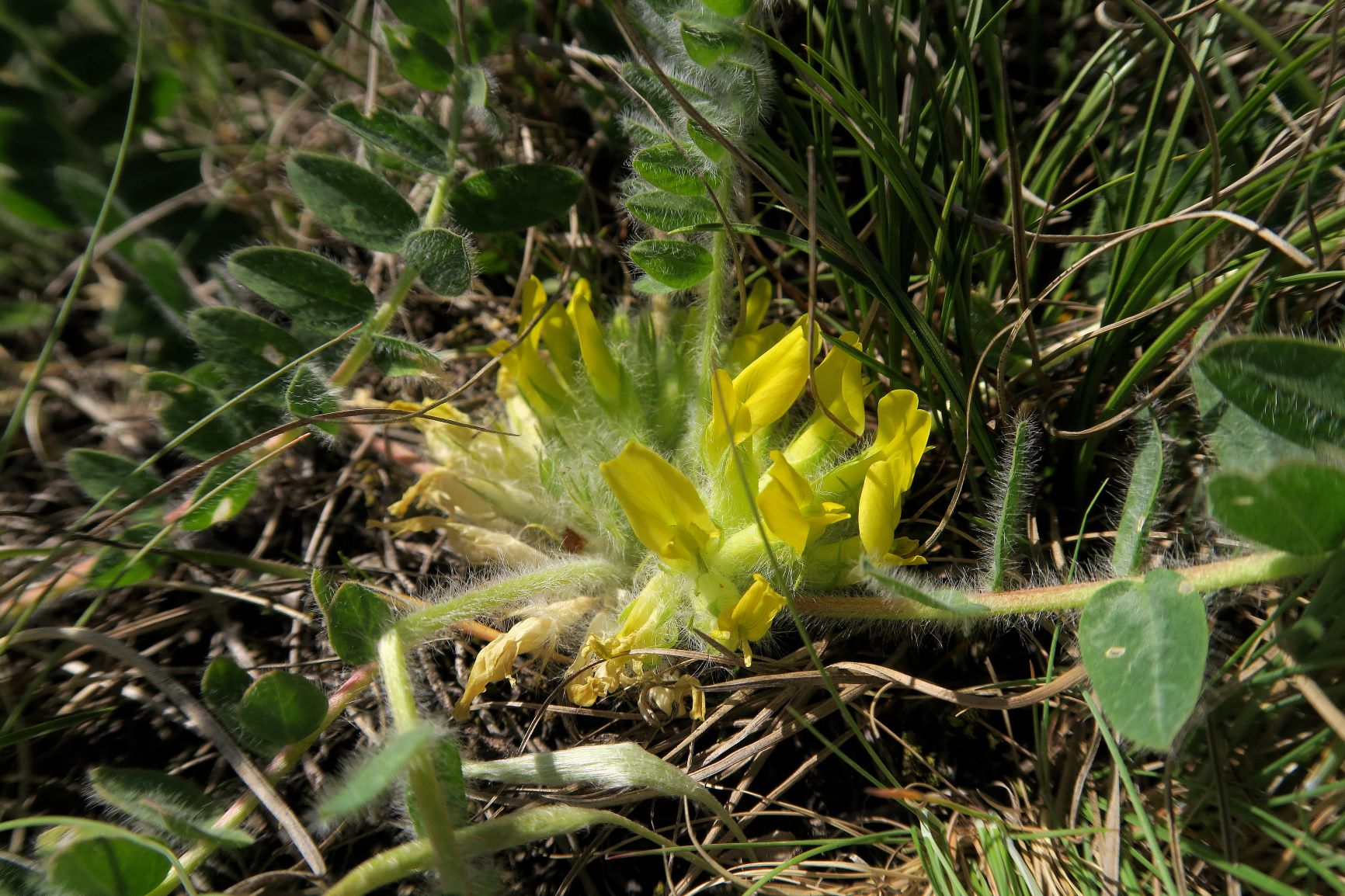 Astragalus exscapus Boden-Tragant, Kleine Puszta Siegendorf Hohlweg listg 09.05.2021 C5X (17).JPG
