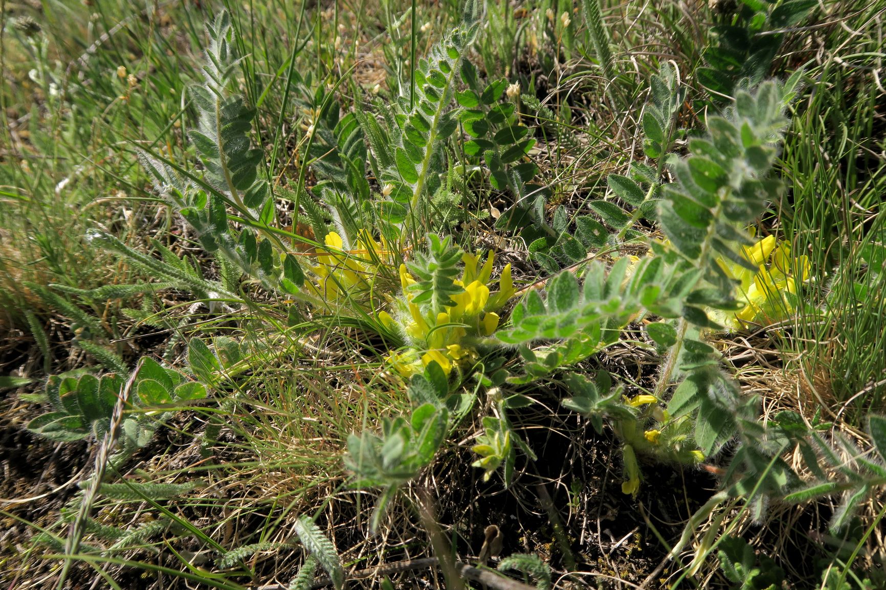 Astragalus exscapus Boden-Tragant, Kleine Puszta Siegendorf Hohlweg listg 09.05.2021 C5X (18).JPG