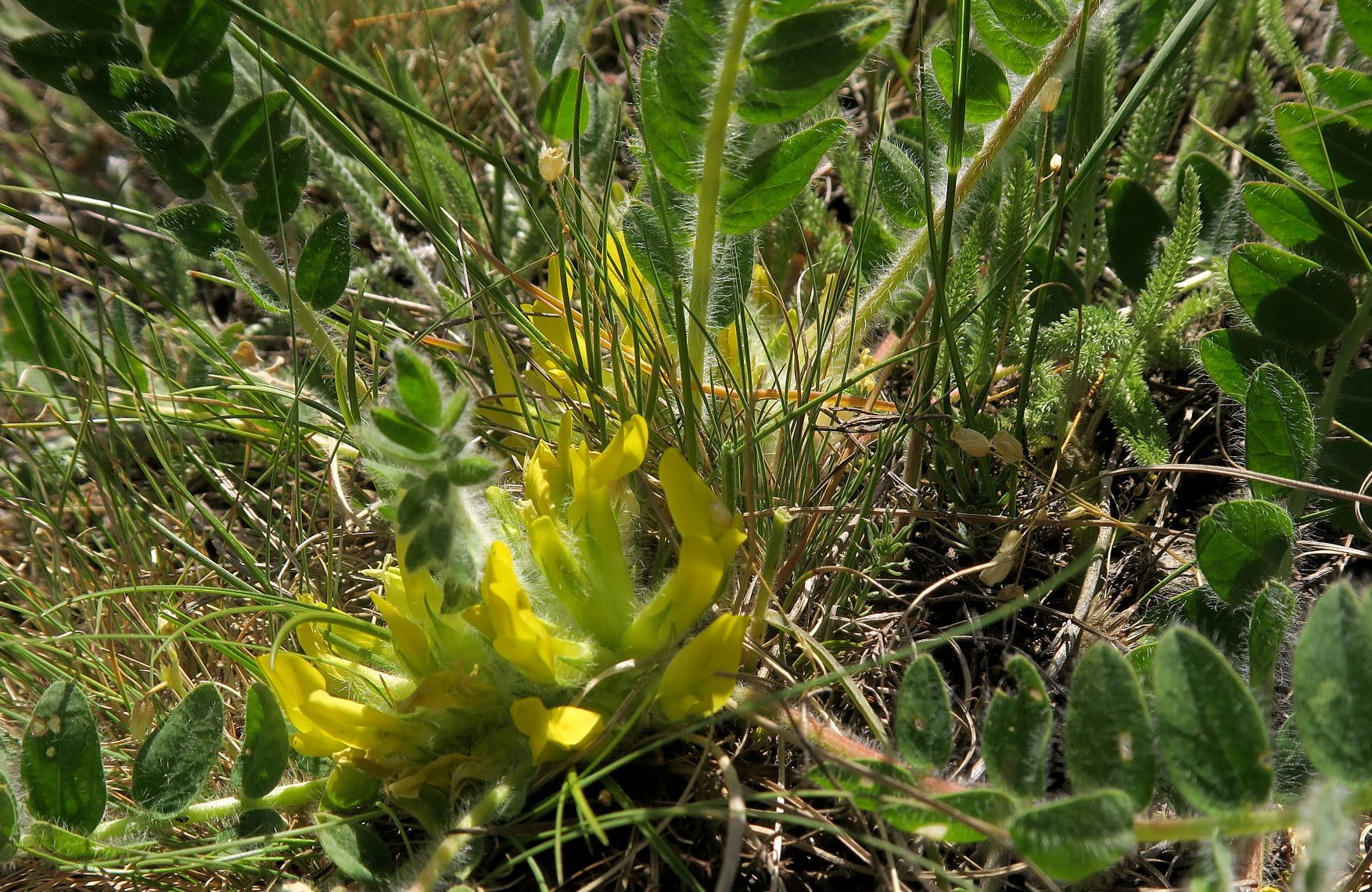 Astragalus exscapus Boden-Tragant, Kleine Puszta Siegendorf Hohlweg listg 09.05.2021 C5X (20).JPG
