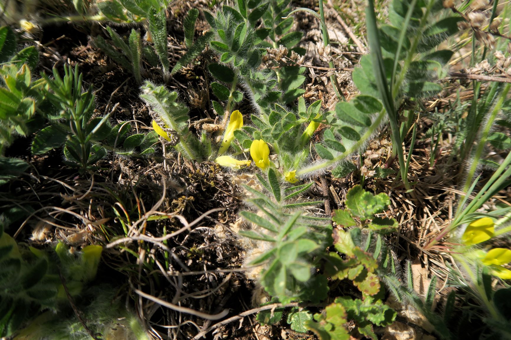 Astragalus exscapus Boden-Tragant, Kleine Puszta Siegendorf Hohlweg listg 09.05.2021 C5X (21).JPG