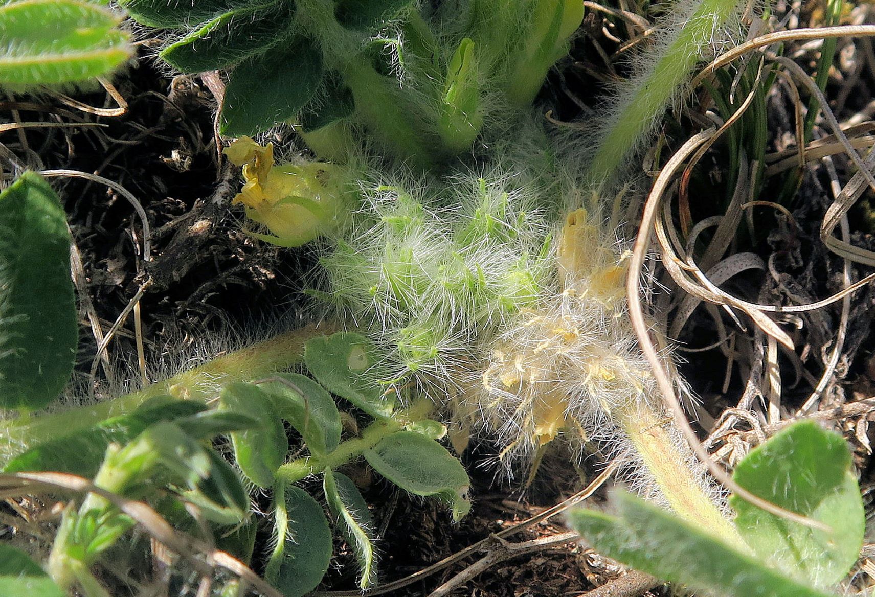 Astragalus exscapus Boden-Tragant, Kleine Puszta Siegendorf Hohlweg listg 09.05.2021 C5X (22).JPG