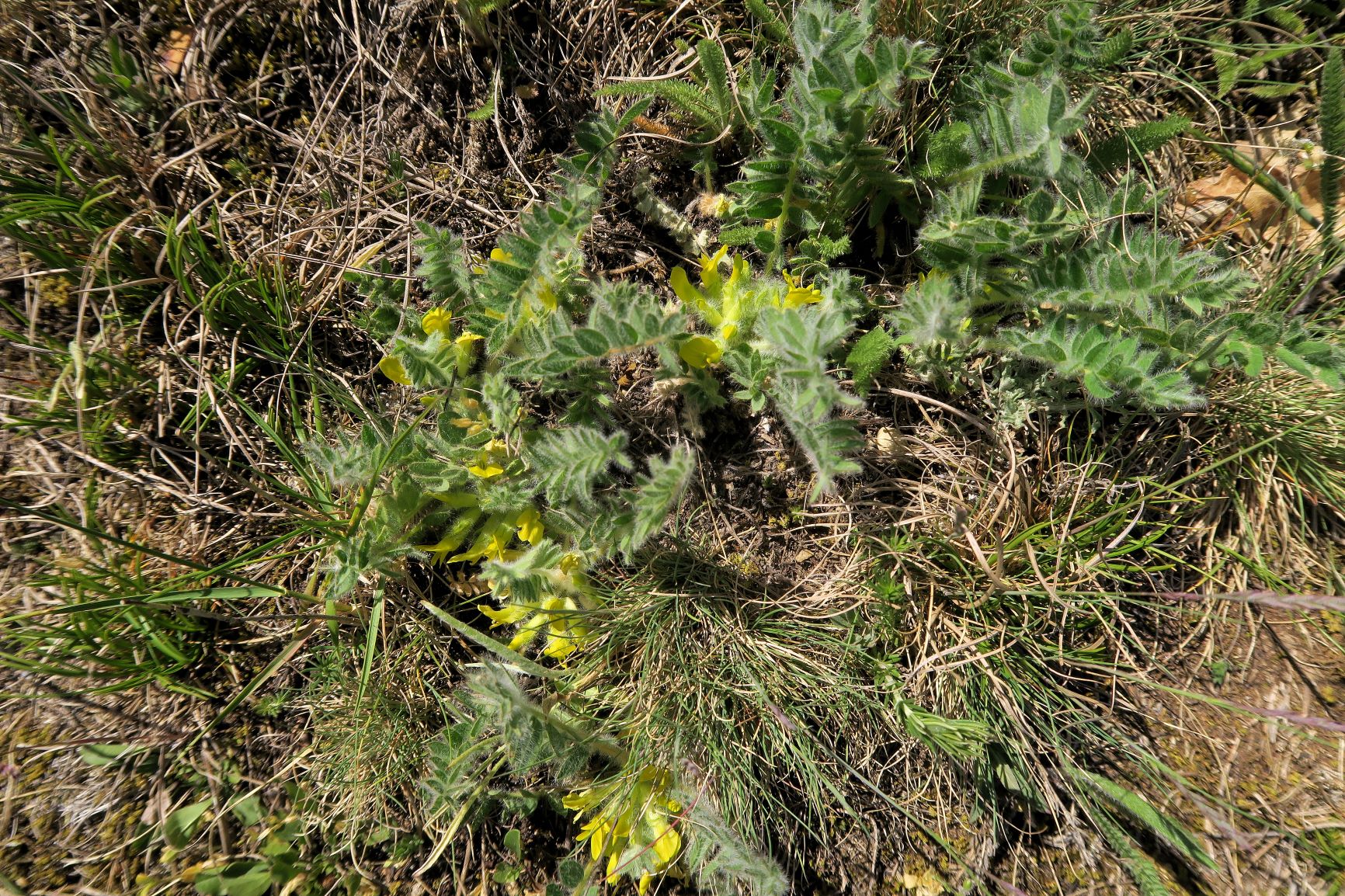 Astragalus exscapus Boden-Tragant, Kleine Puszta Siegendorf Hohlweg listg 09.05.2021 C5X (23).JPG
