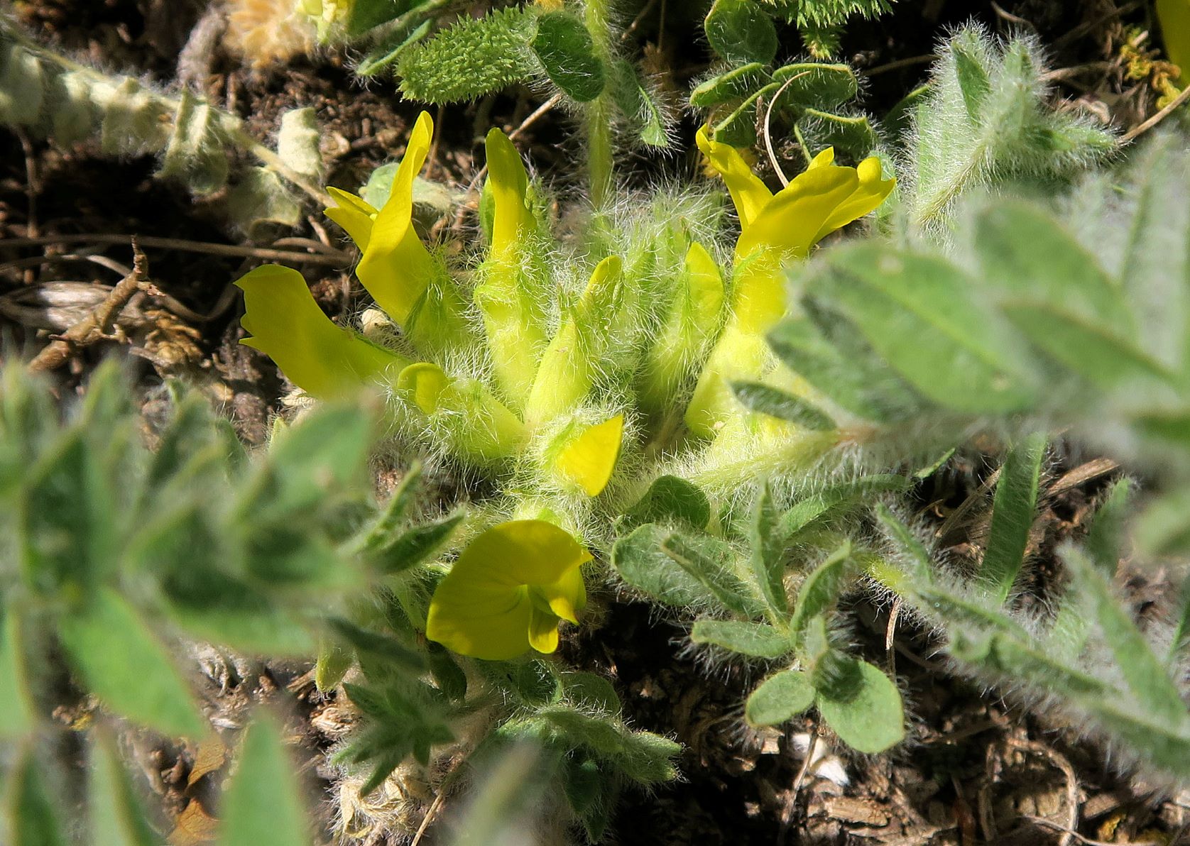 Astragalus exscapus Boden-Tragant, Kleine Puszta Siegendorf Hohlweg listg 09.05.2021 C5X (24).JPG