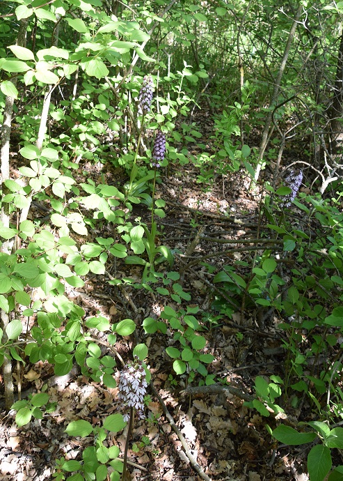 Eisenstadt - 14052021 - (81) -  - Orchis purpurea - Purpur-Knabenkraut.JPG