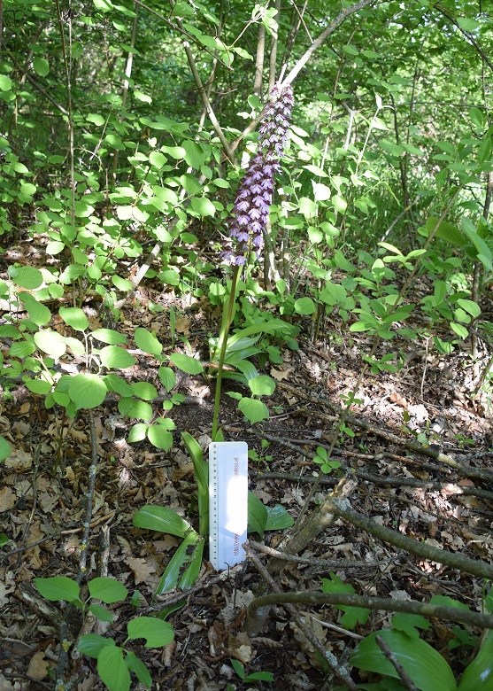 Eisenstadt - 14052021 - (82) -  - Orchis purpurea - Purpur-Knabenkraut.JPG