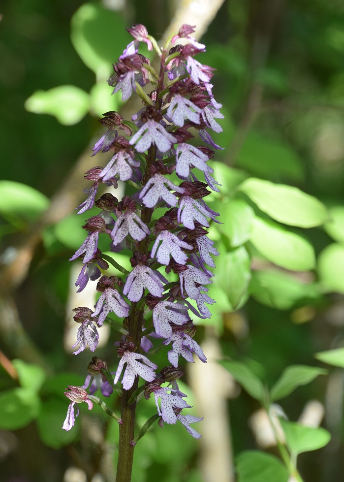 Eisenstadt - 14052021 - (83) -  - Orchis purpurea - Purpur-Knabenkraut.JPG