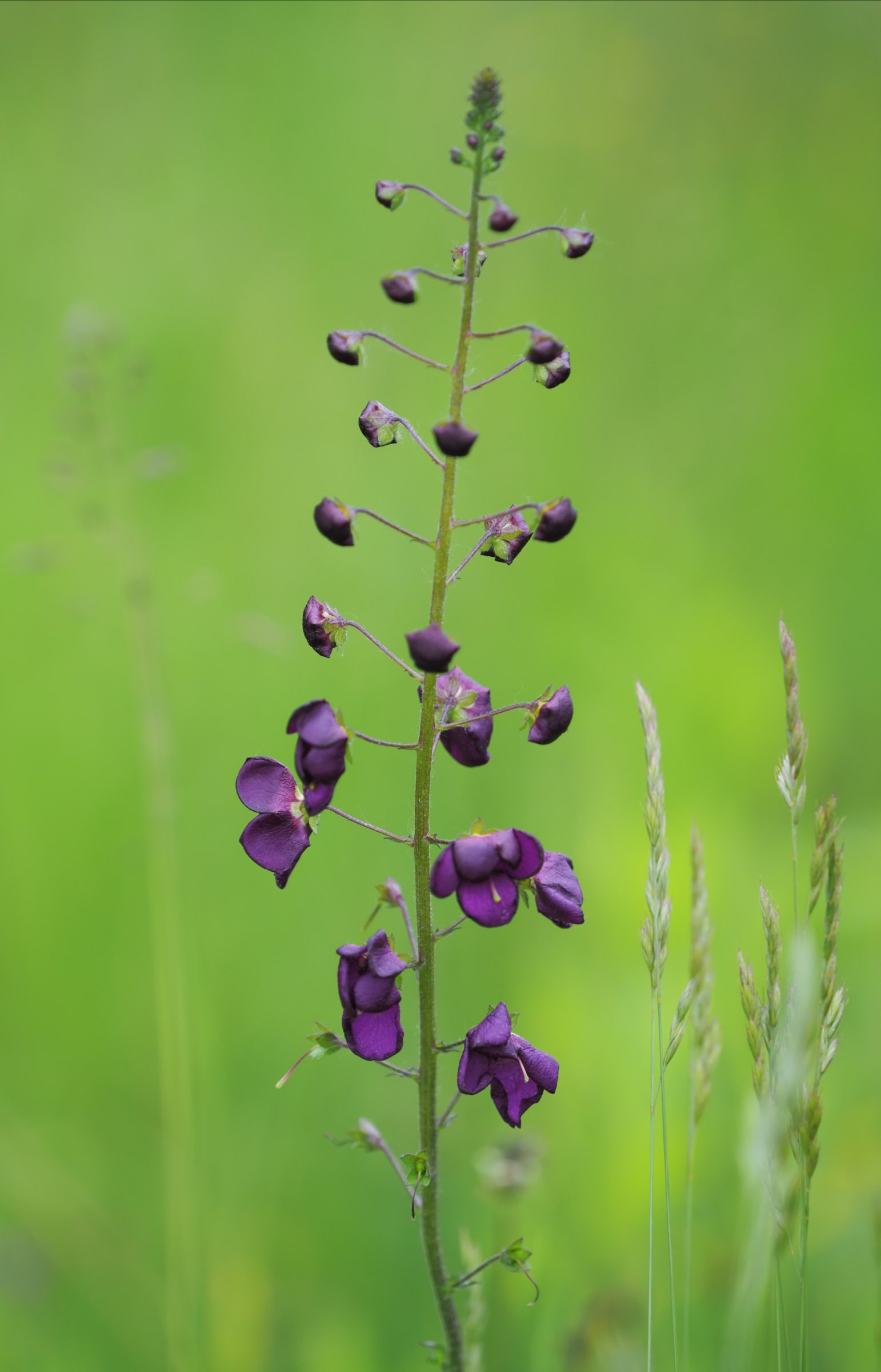 20210521_Verbascum_phoeniceum.jpg