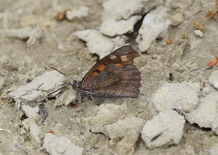 Siendorf - 22052021 -(1) - Libythea celtis - Zürgelbaum-Schnauzenfalter.JPG