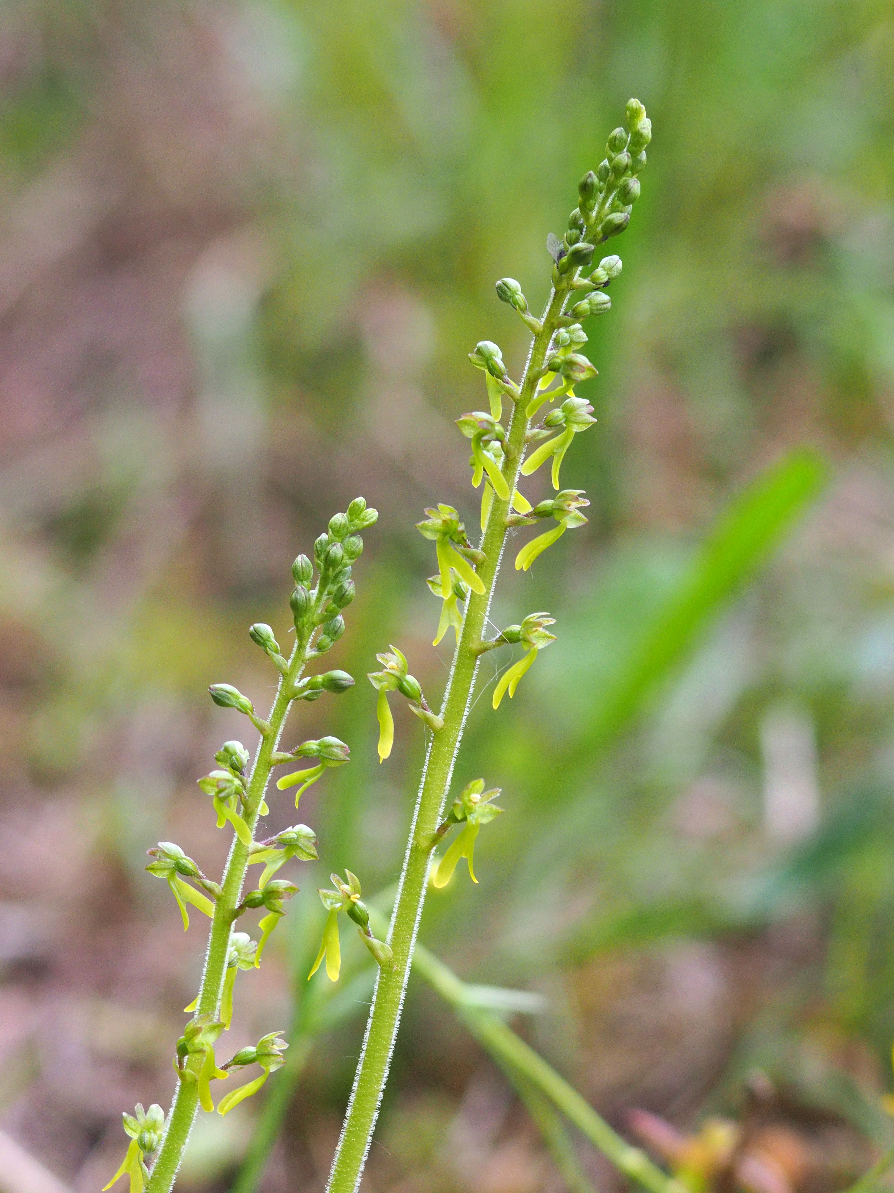 Neottia ovata_aichegg.jpg