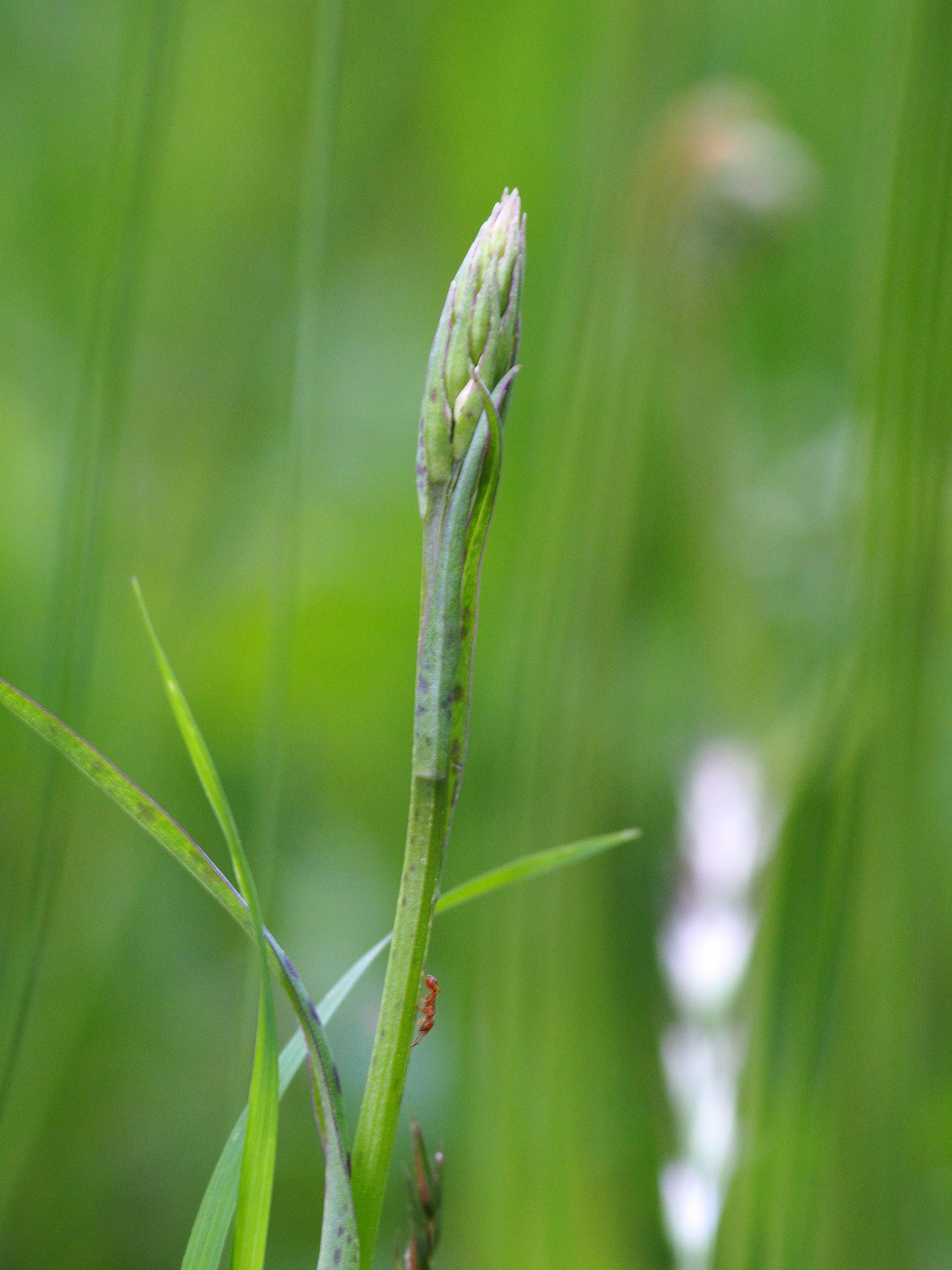 Dactylorhiza fuchsii_aichegg.jpg