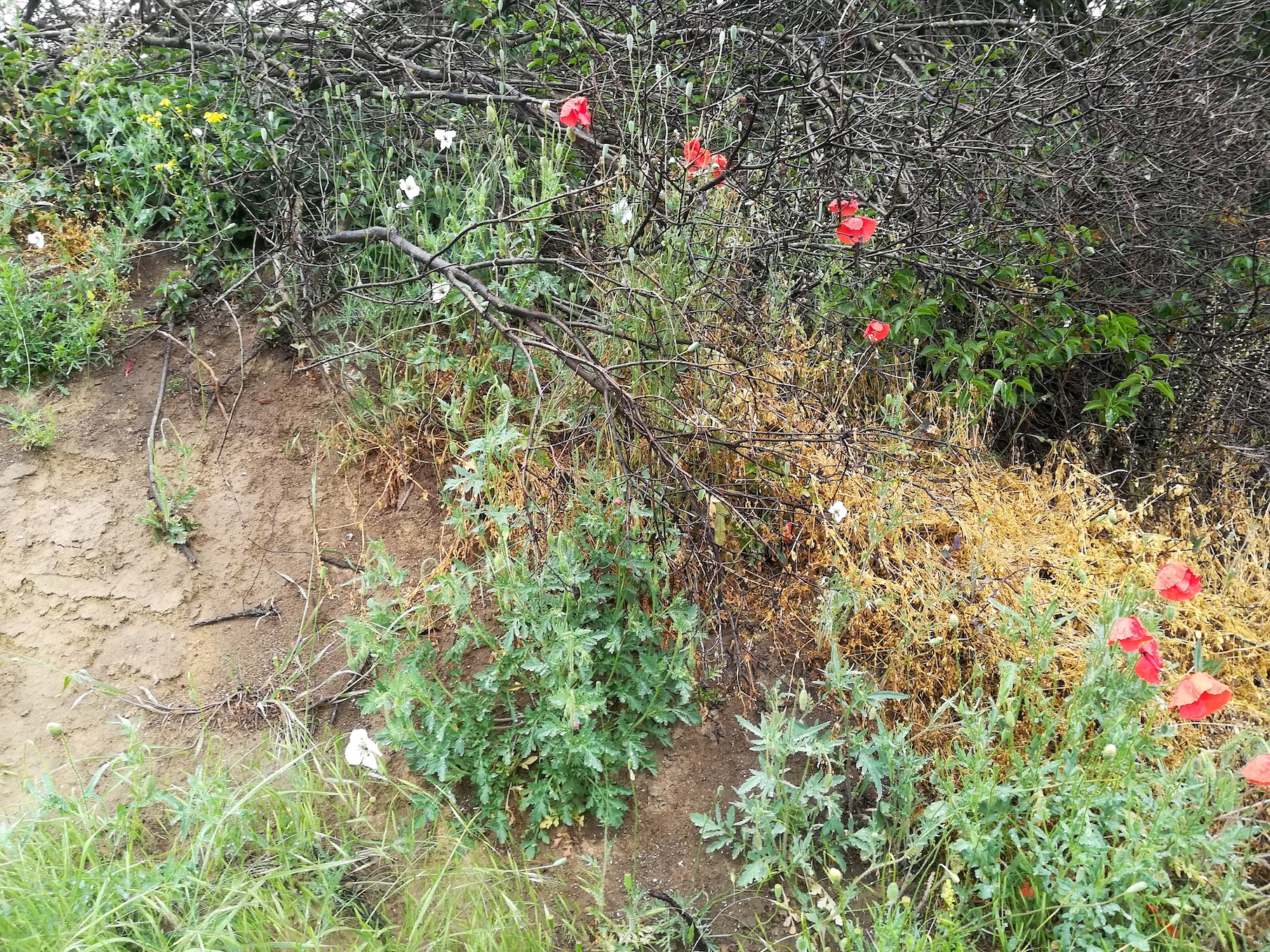 papaver dubium subsp. austromoravicum ostbahn N lanzendorf-rannersdorf_20210523_100618.jpg