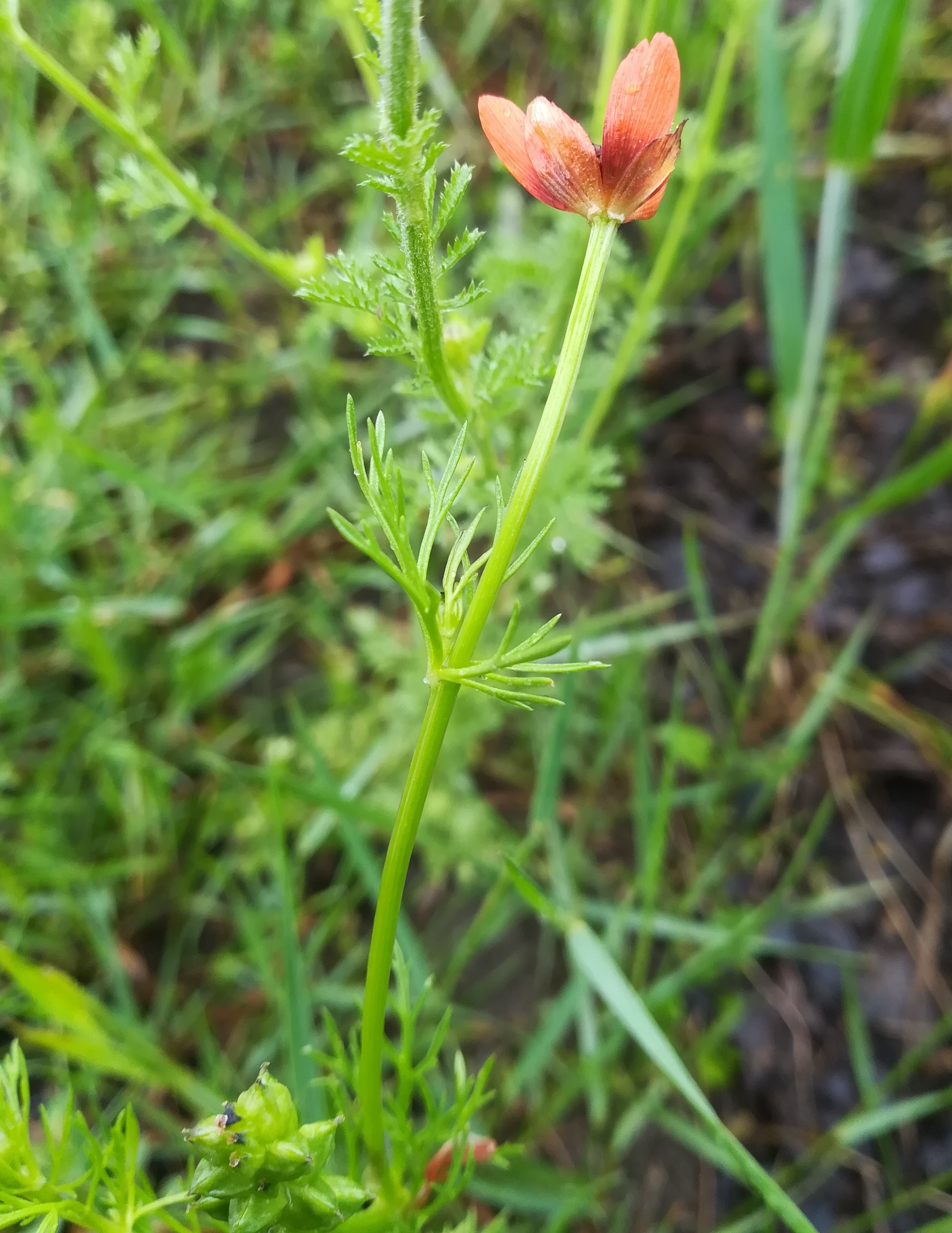 adonis aestivalis ostbahn N lanzendorf-rannersdorf_20210523_104850.jpg