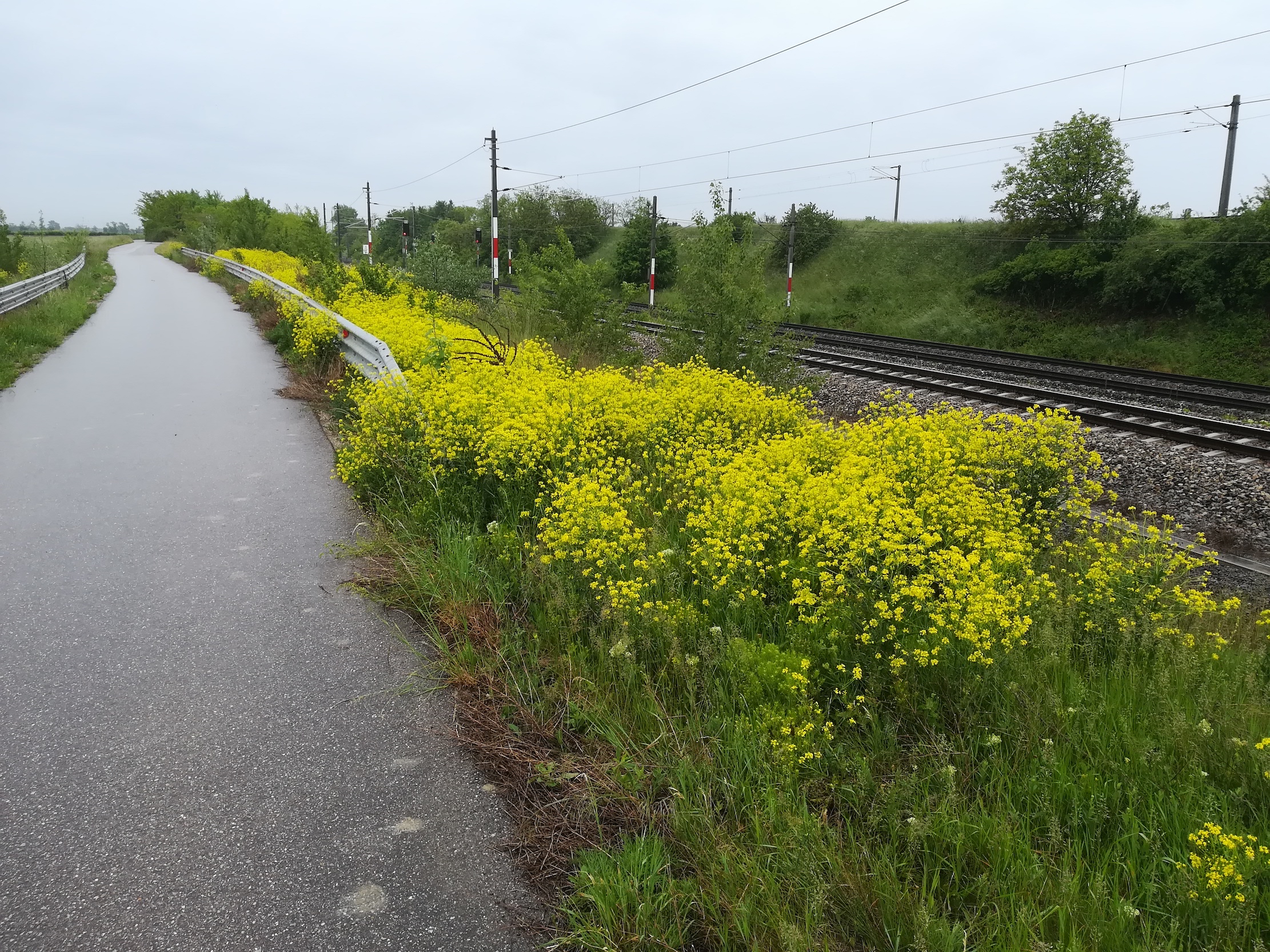 bunias orientalis ostbahn N lanzendorf-rannersdorf_20210523_103433.jpg