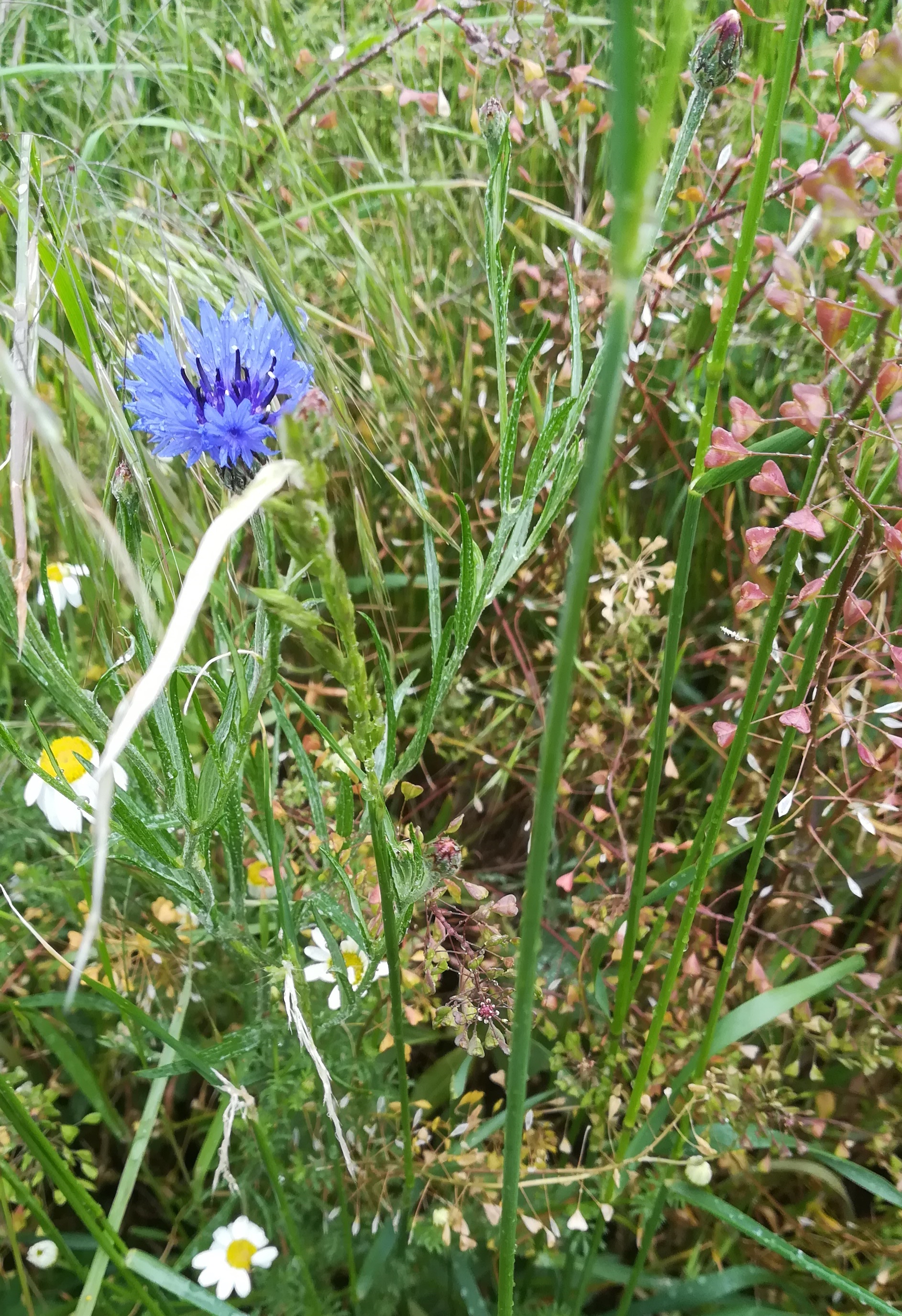 cyanus segetum ostbahn N lanzendorf-rannersdorf_20210523_101204.jpg