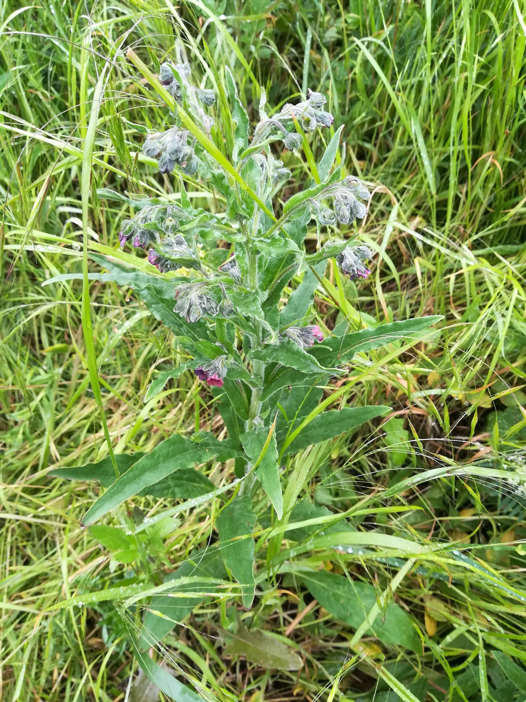 cynoglossum officinale ostbahn N lanzendorf-rannersdorf_20210523_100937.jpg