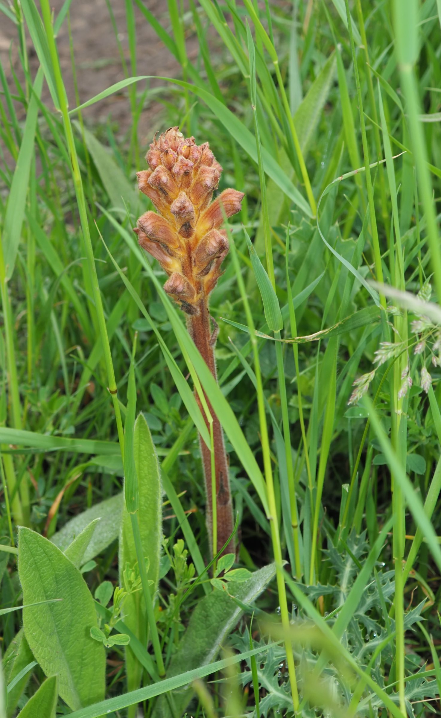 2021-05-24 Orobanche cf gracilis.jpg