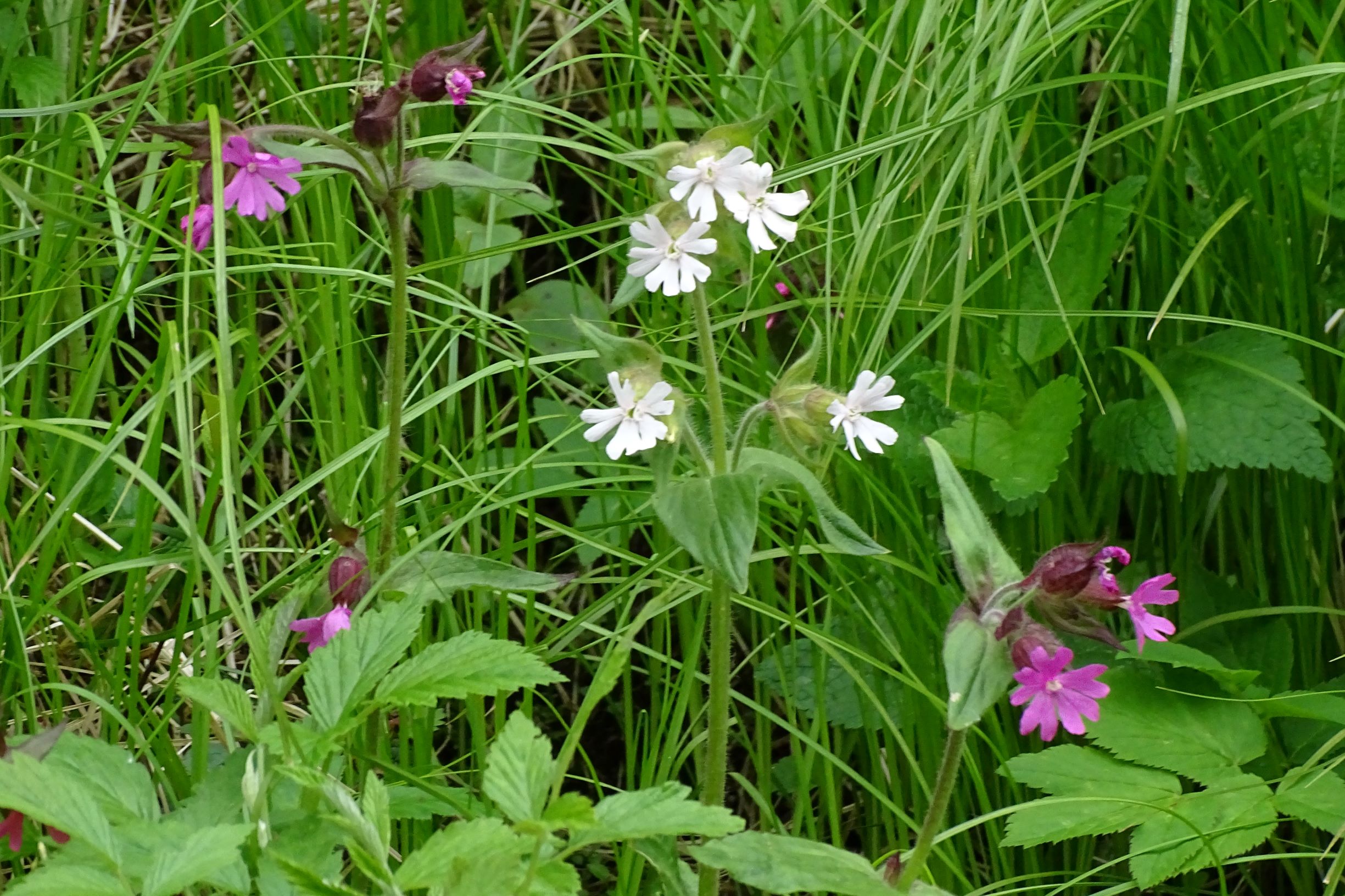 DSC08240 albino, silene dioica, mühltal bei auberg (bez.RO), 2021-05-24.JPG