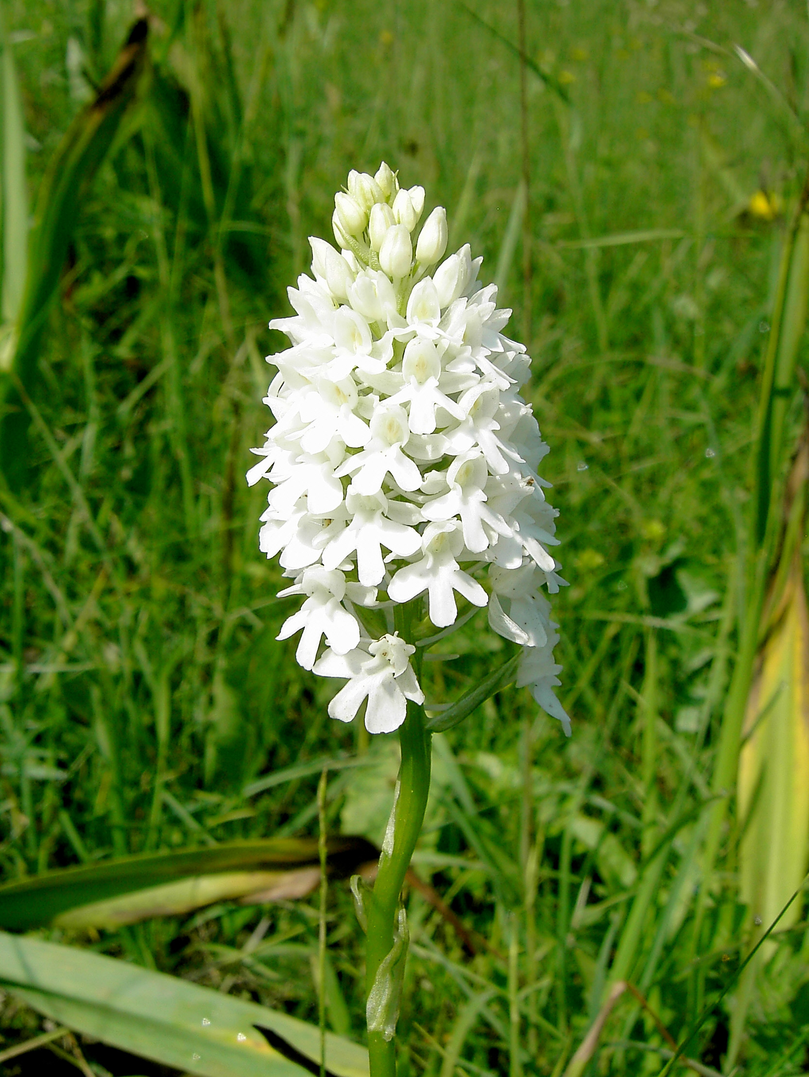 PICT0833 A. pyramidalis-Albino Spitzbrand 15-06-2008.jpg