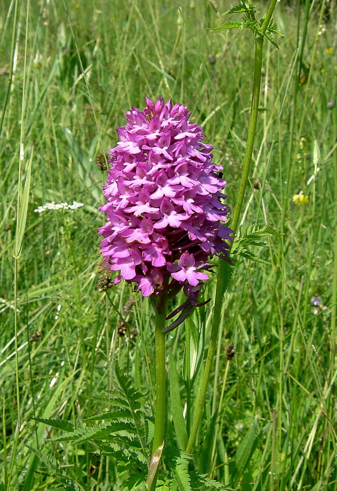 PICT0832  A.pyramidalis Spitzbrand 15-06-2008-2.jpg