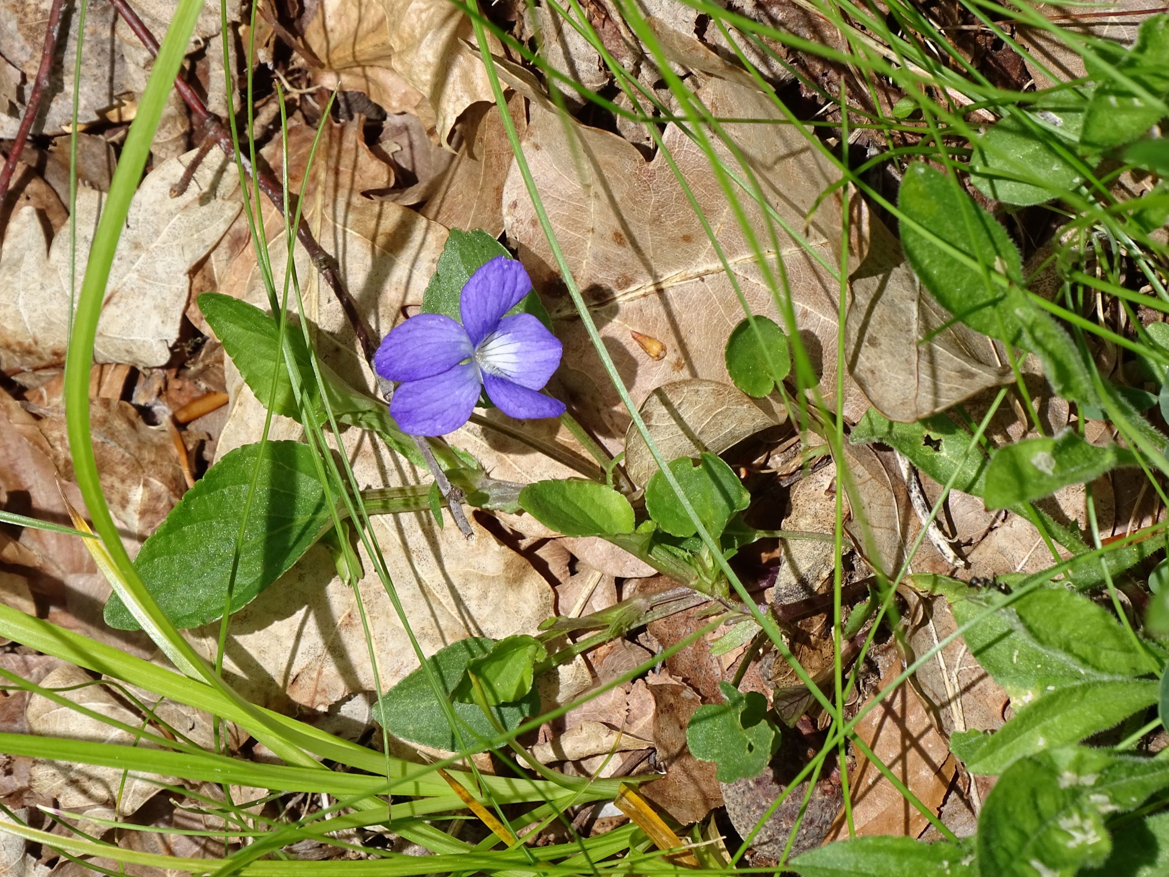 DSC08742 viola canina, piberschlag (N-mühlviertel), 2021-05-26.JPG