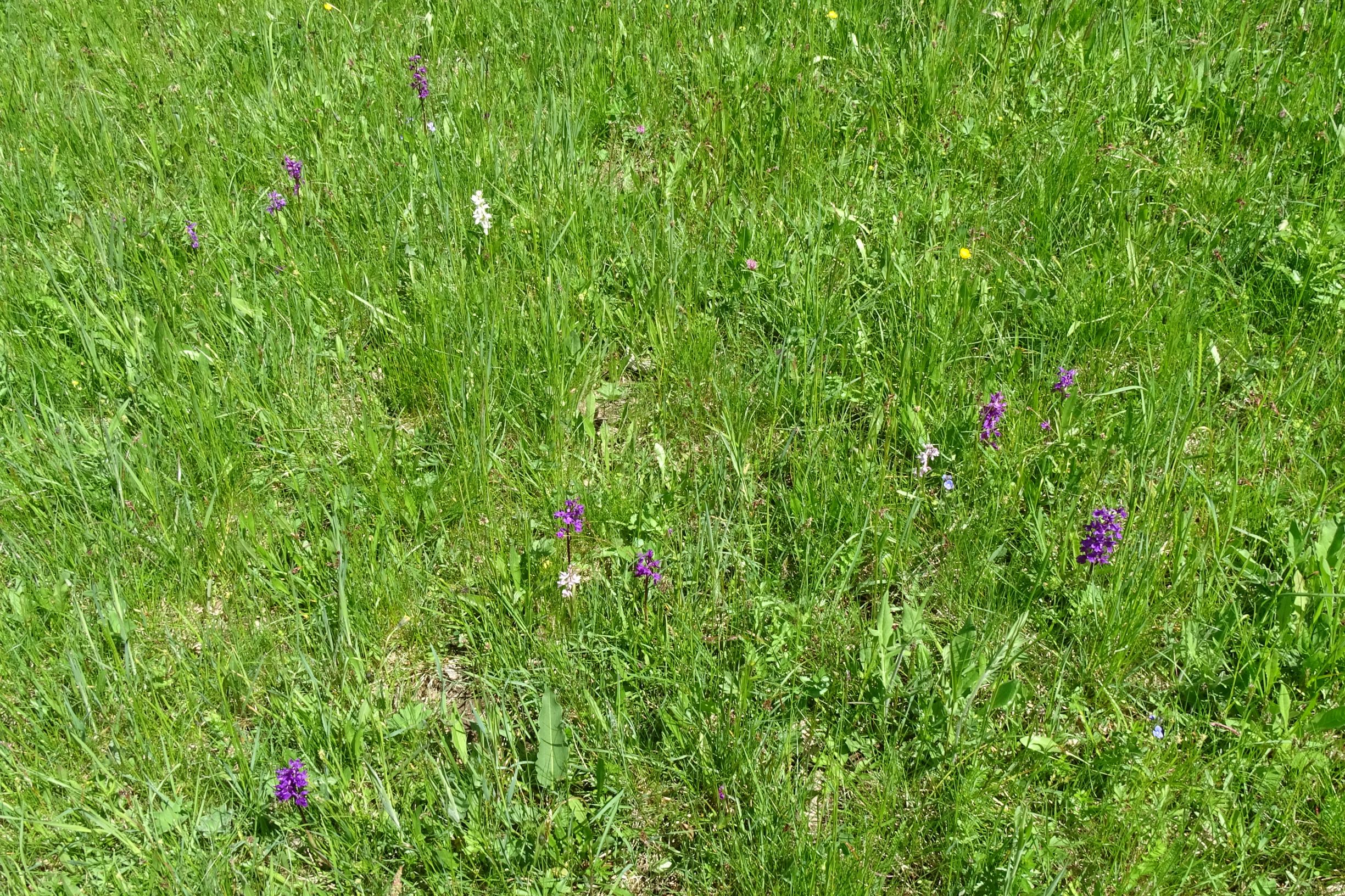 DSC08777 orchis mascula 3 farbvarianten, piberschlag (N-mühlviertel), 2021-05-26.JPG