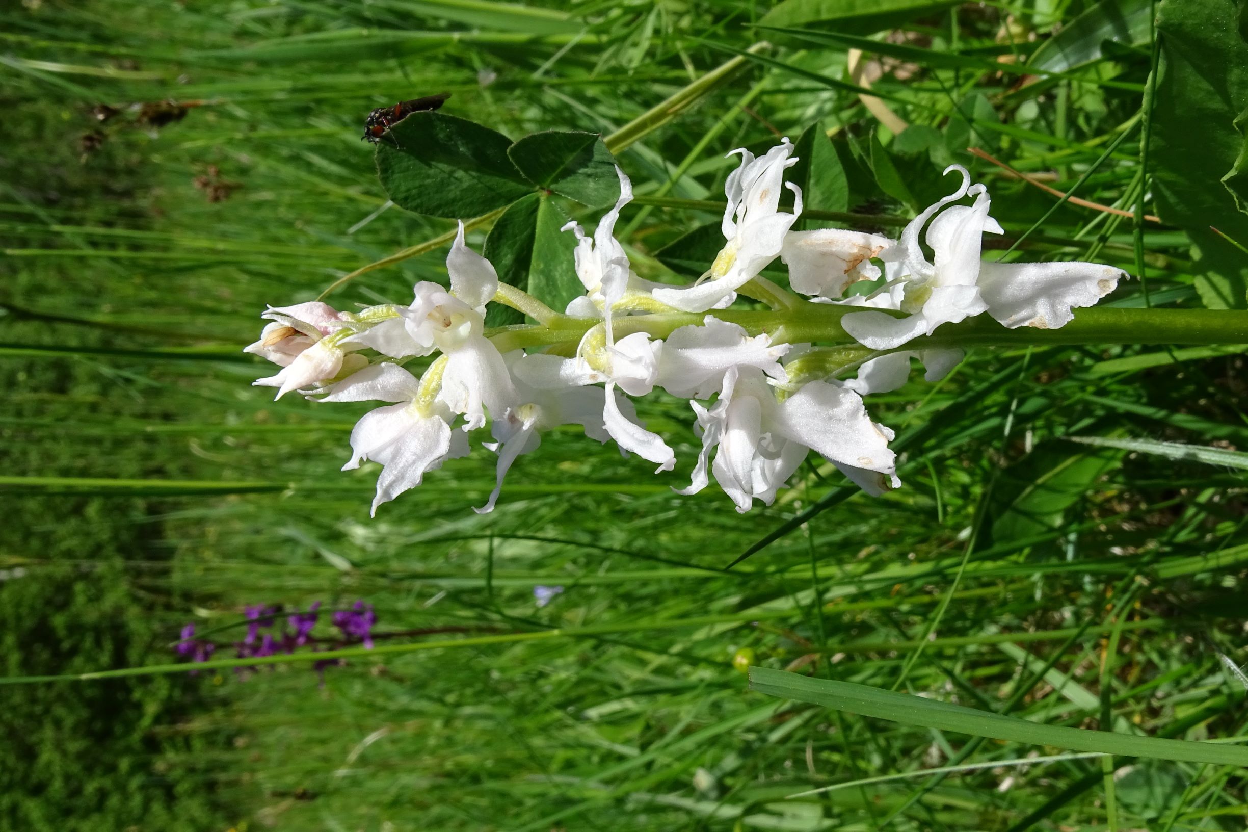 DSC08782 orchis mascula fo. albiflora, piberschlag (N-mühlviertel), 2021-05-26.JPG